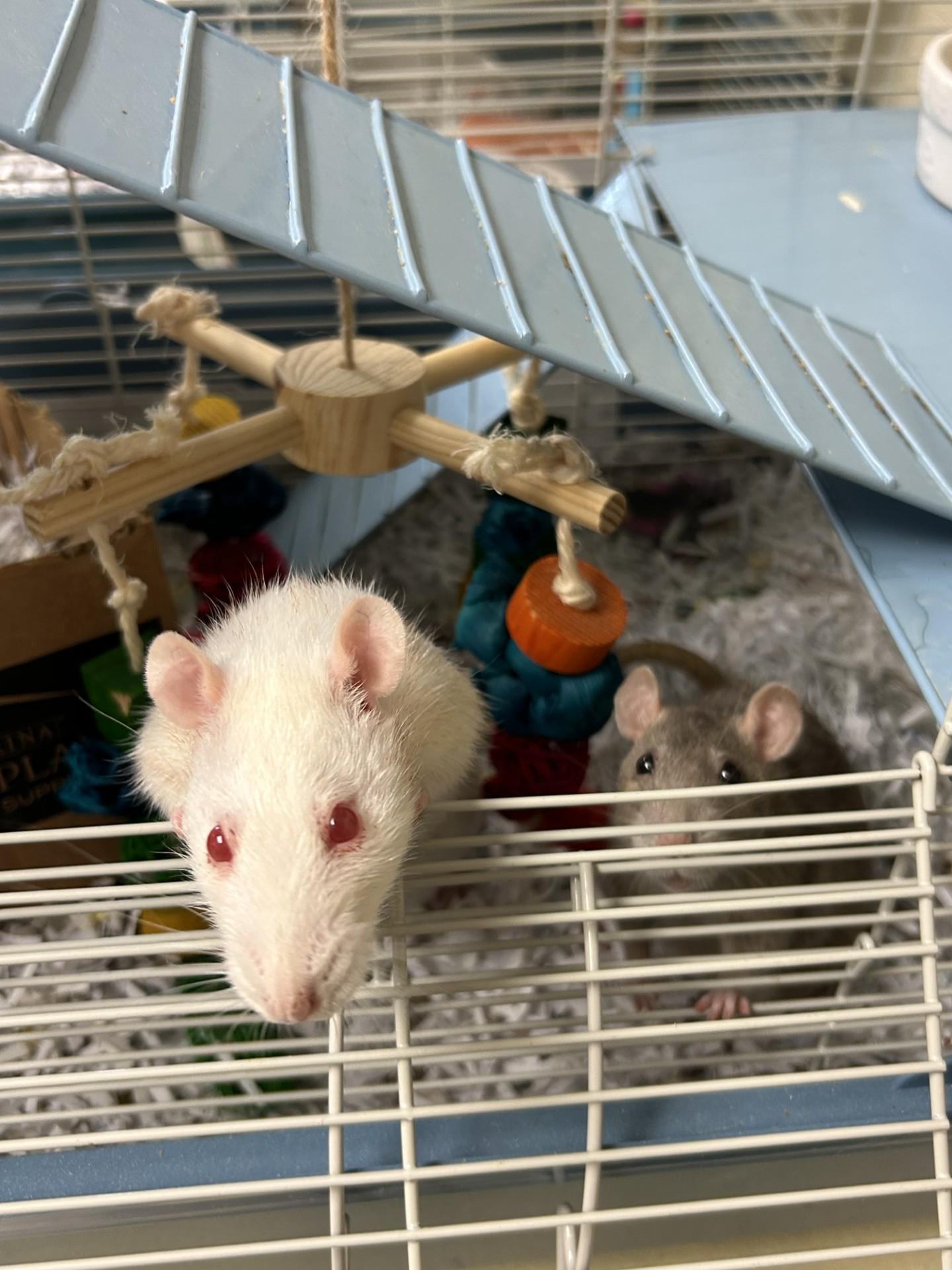 Enlarge Peach and Pear, a ADOPTABLE Rat in Clayton, NJ image 3/3