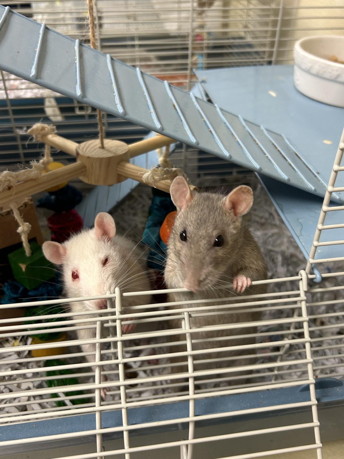 Peach and Pear, ADOPTABLE, Young Female Rat.