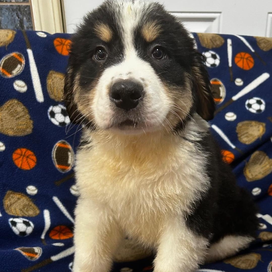 Enlarge Smokey, an adopted mixed breed in Bartonsville, PA image 2/4