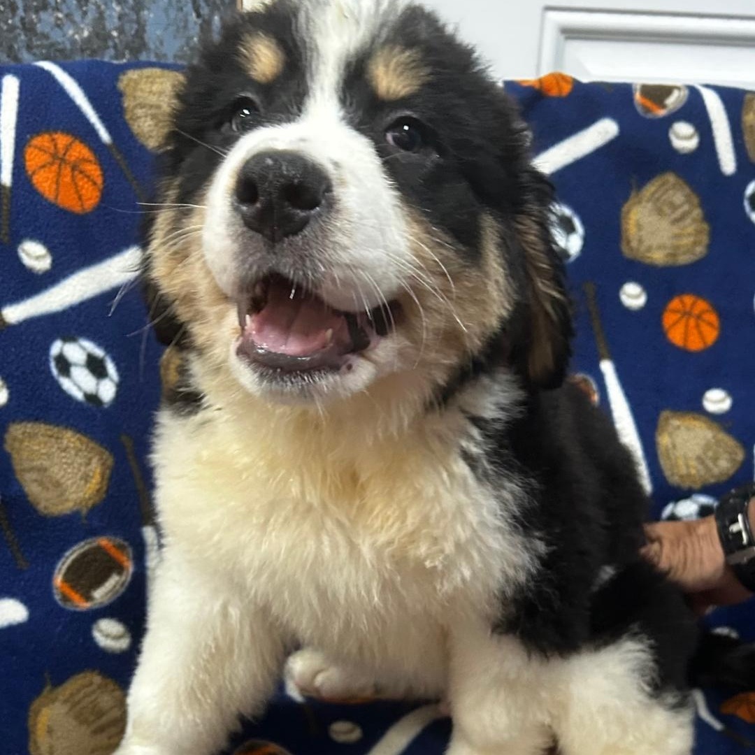Enlarge Smokey, an adopted mixed breed in Bartonsville, PA image 3/4