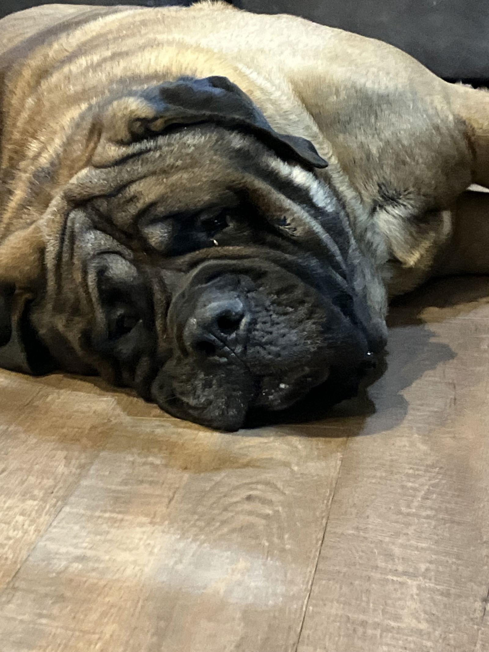 Pumba, Adopted, Adult Male Mastiff.