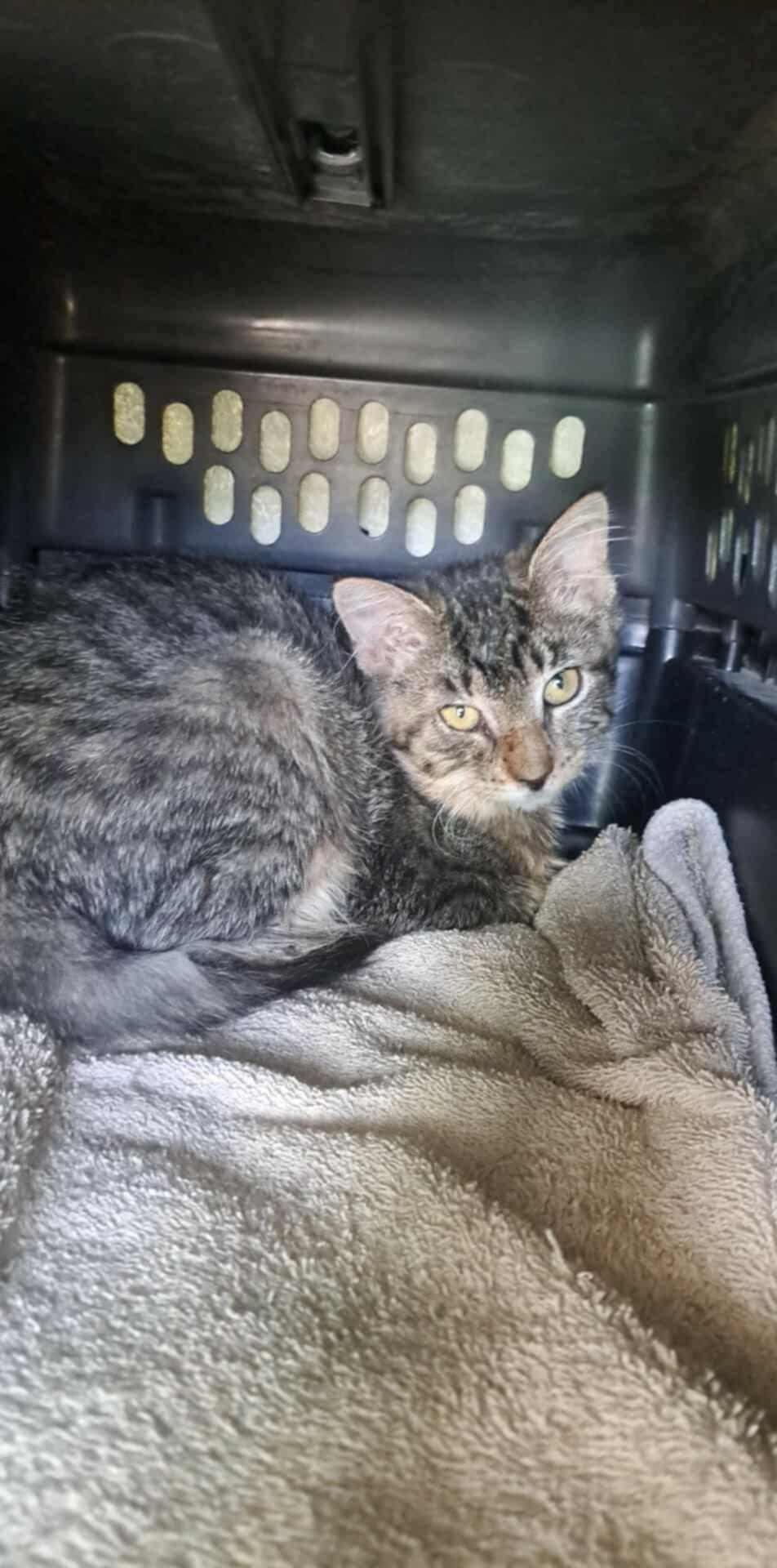 Henna Trickle Jones, Adoptable, Kitten Female Domestic Short Hair.