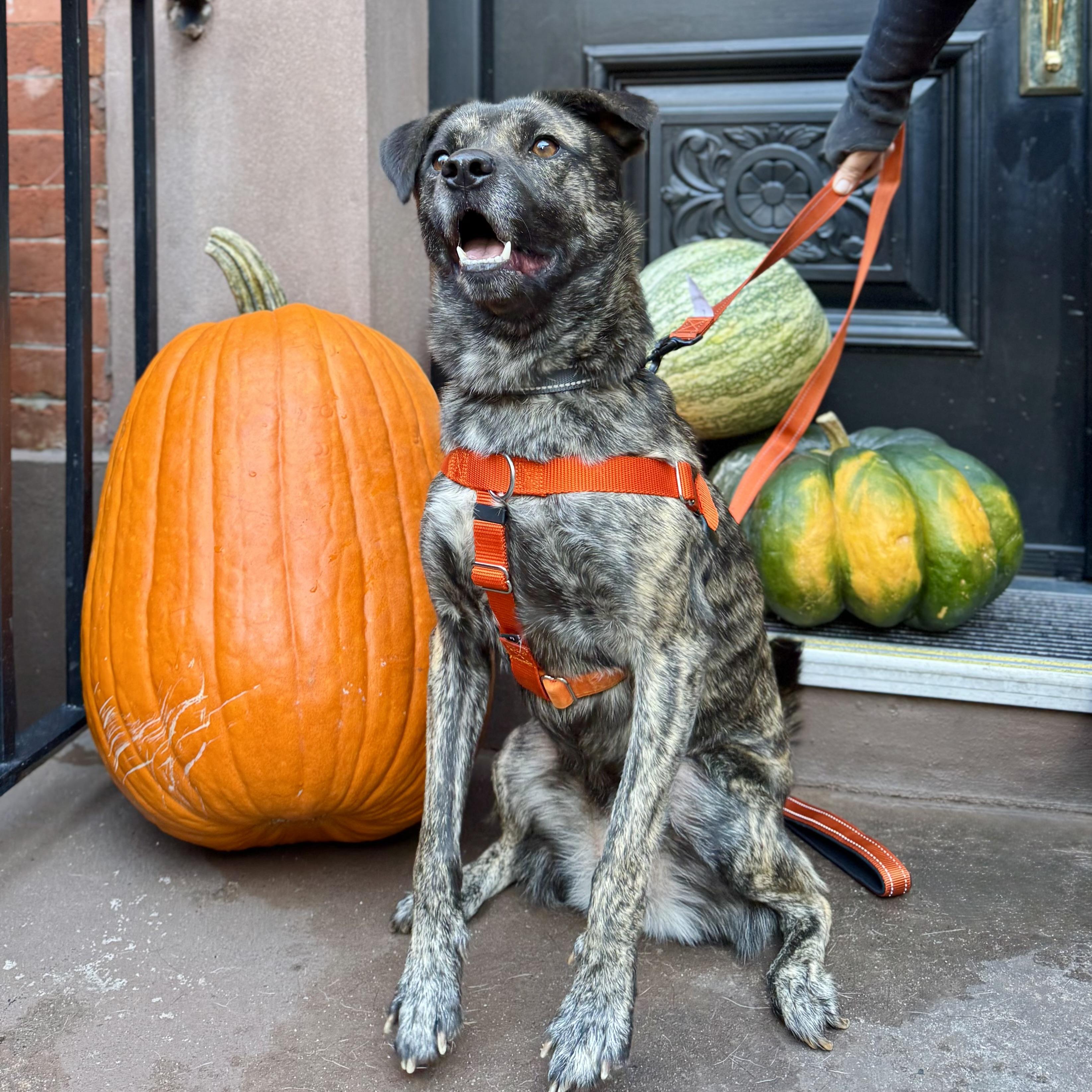 Firestarter thumbnail 5