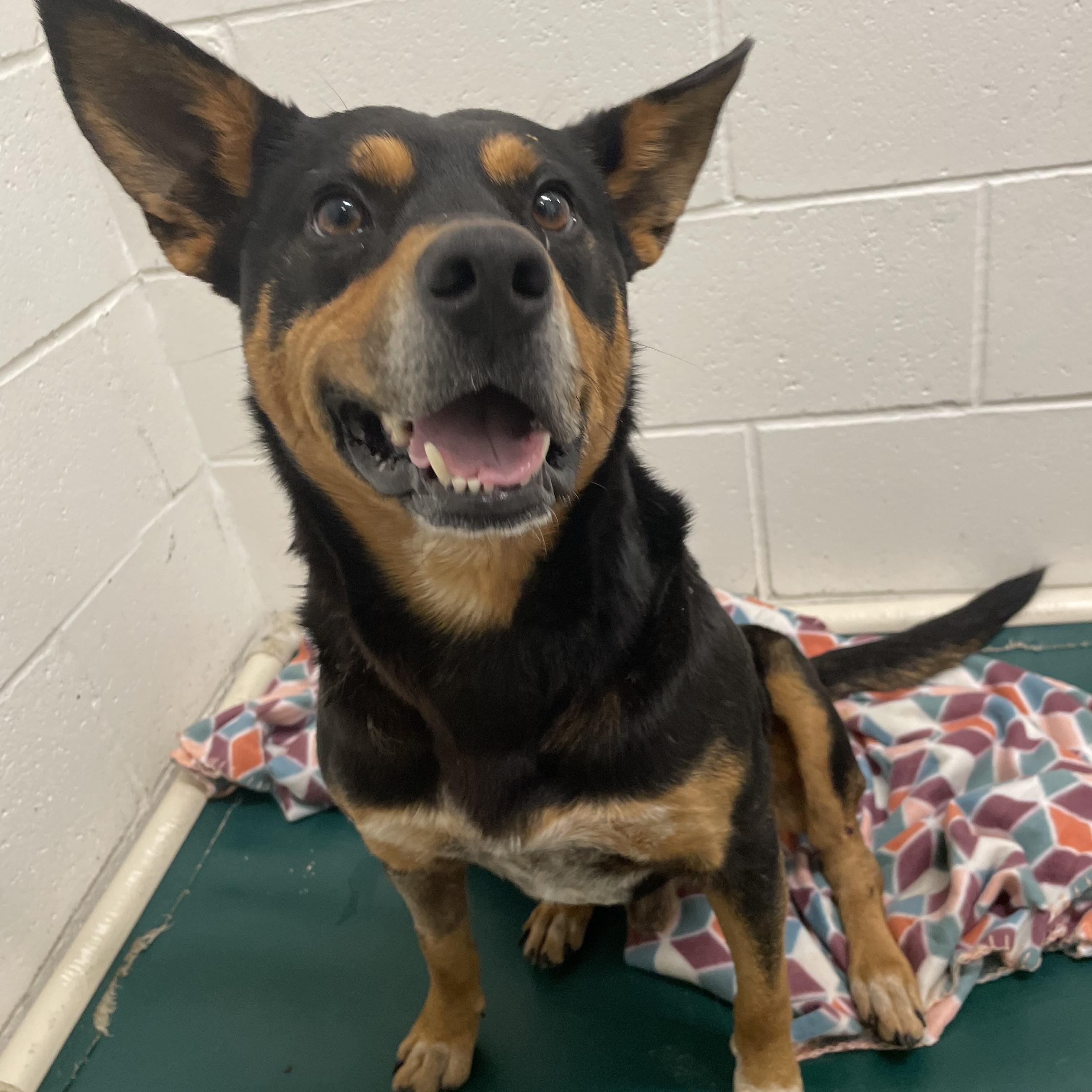Enlarge Bandit, a Adoptable mixed breed in Tacoma, WA image 4/6