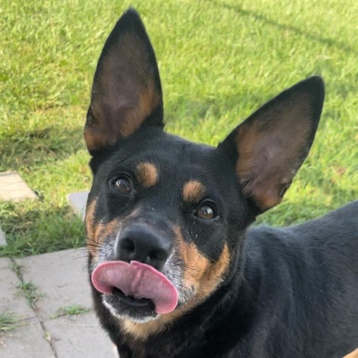 Enlarge Bandit, a Adoptable mixed breed in Tacoma, WA image 2/6