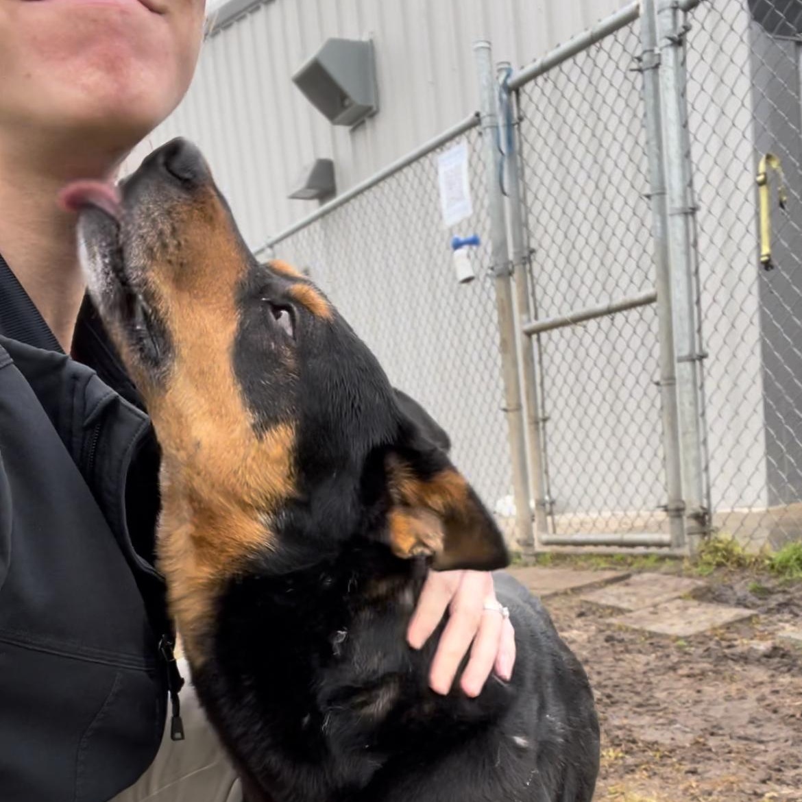 Enlarge Bandit, a Adoptable mixed breed in Tacoma, WA image 3/6