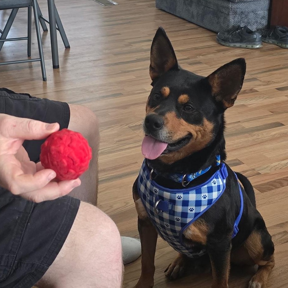 Enlarge Bandit, a Adoptable mixed breed in Tacoma, WA image 1/6
