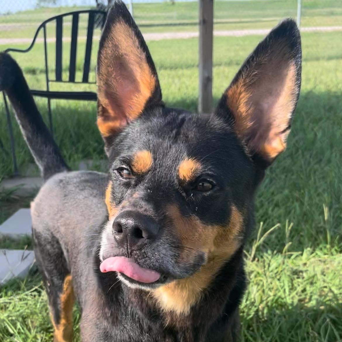 Enlarge Bandit, a Adoptable mixed breed in Tacoma, WA image 6/6