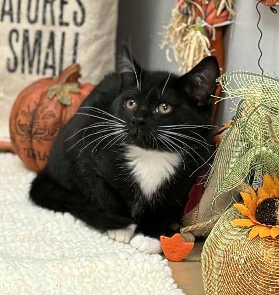 Spooky, an adopted mixed breed in Wedowee, AL image 2/3