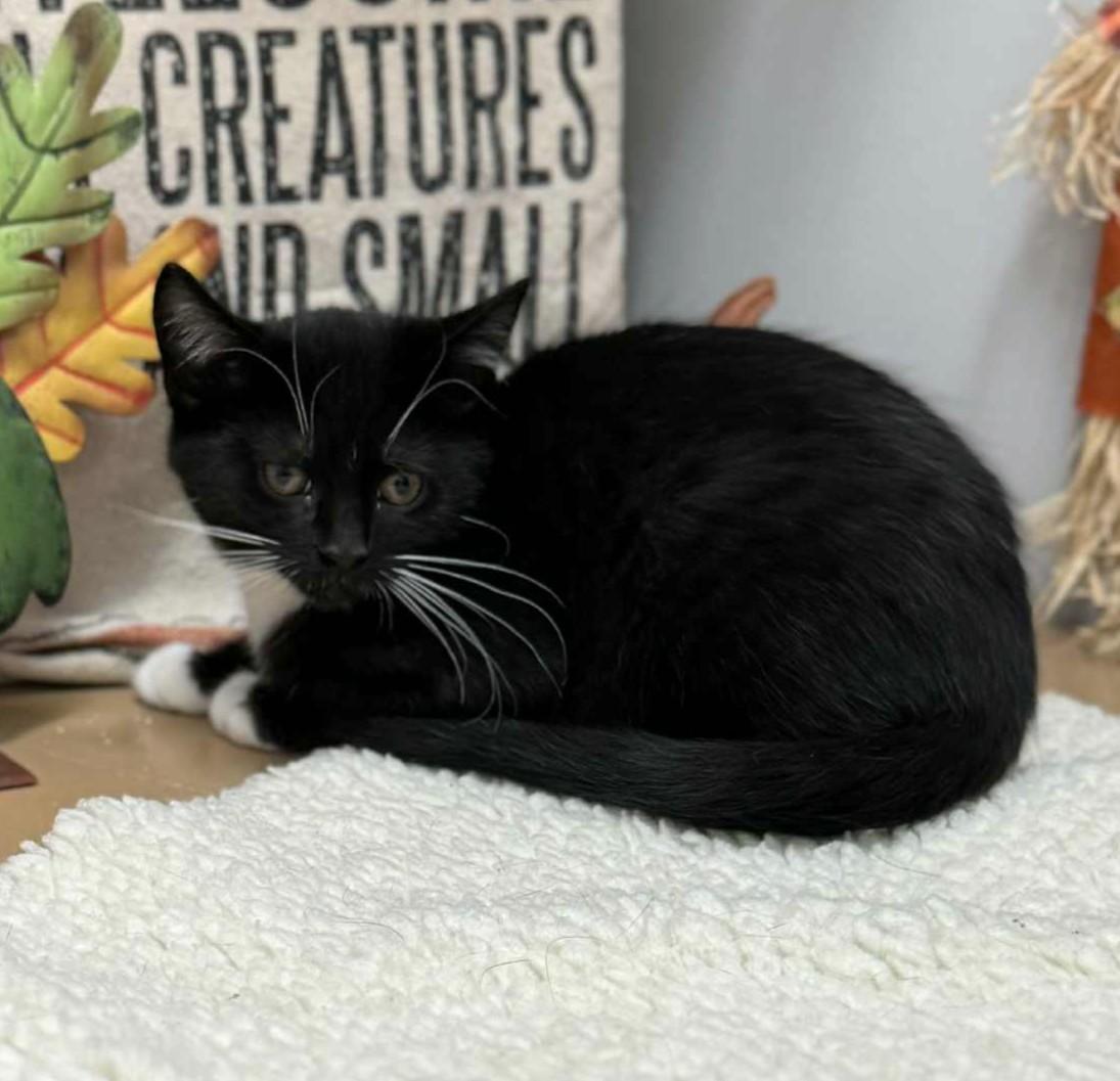 Spooky, an adopted mixed breed in Wedowee, AL image 3/3