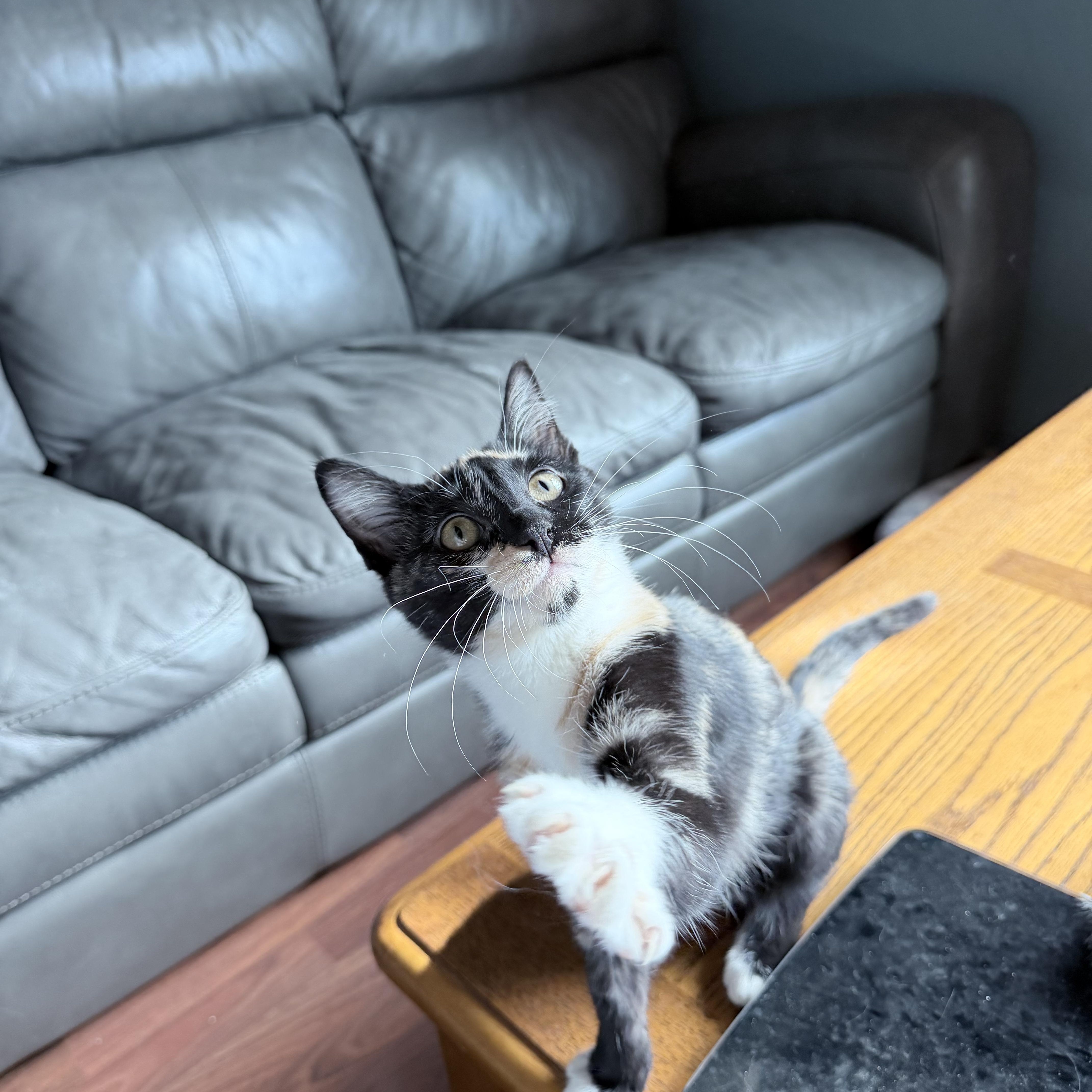 Enlarge Apple Jack, a Adopted Domestic Short Hair in Pocatello, ID image 3/6