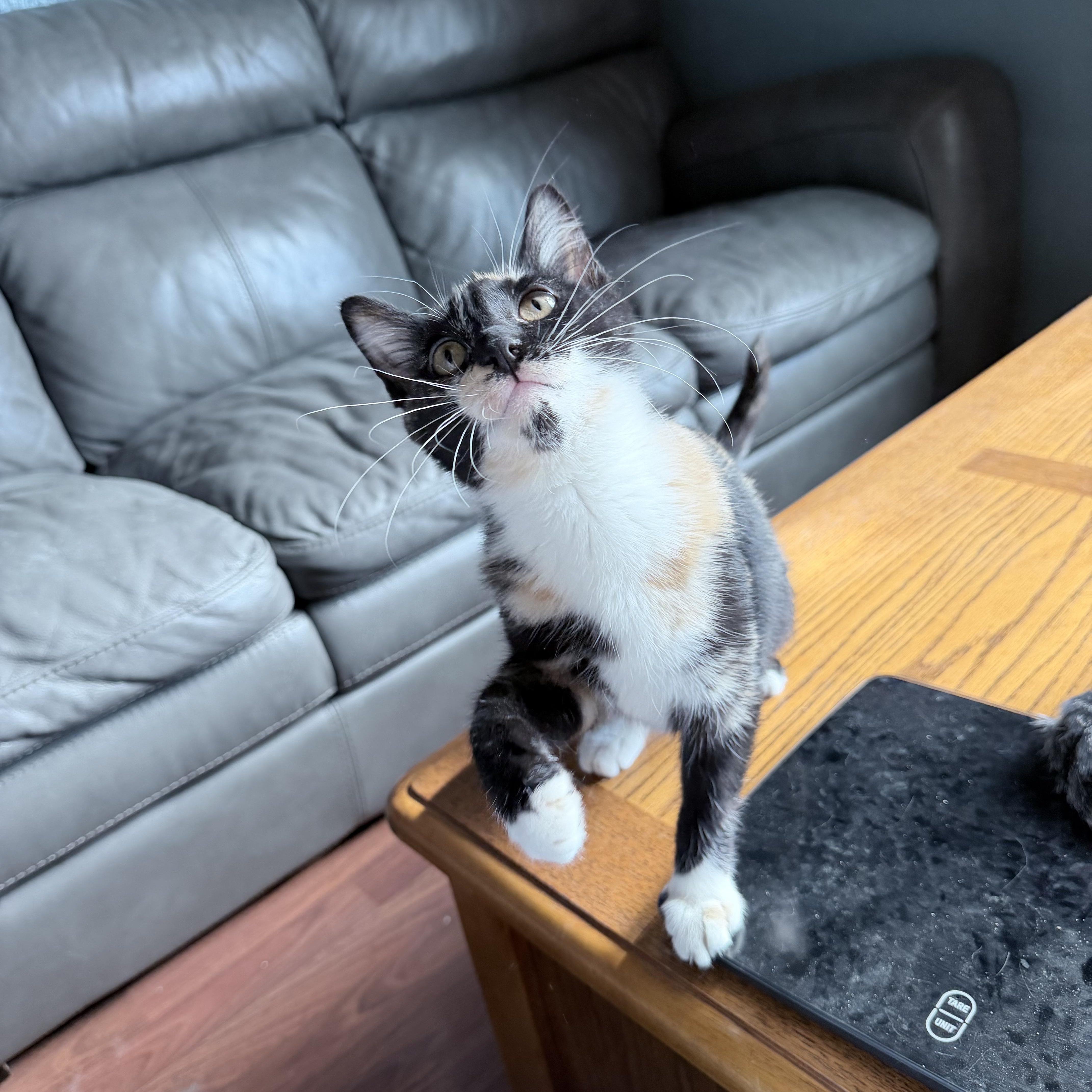 Enlarge Apple Jack, a Adopted Domestic Short Hair in Pocatello, ID image 6/6