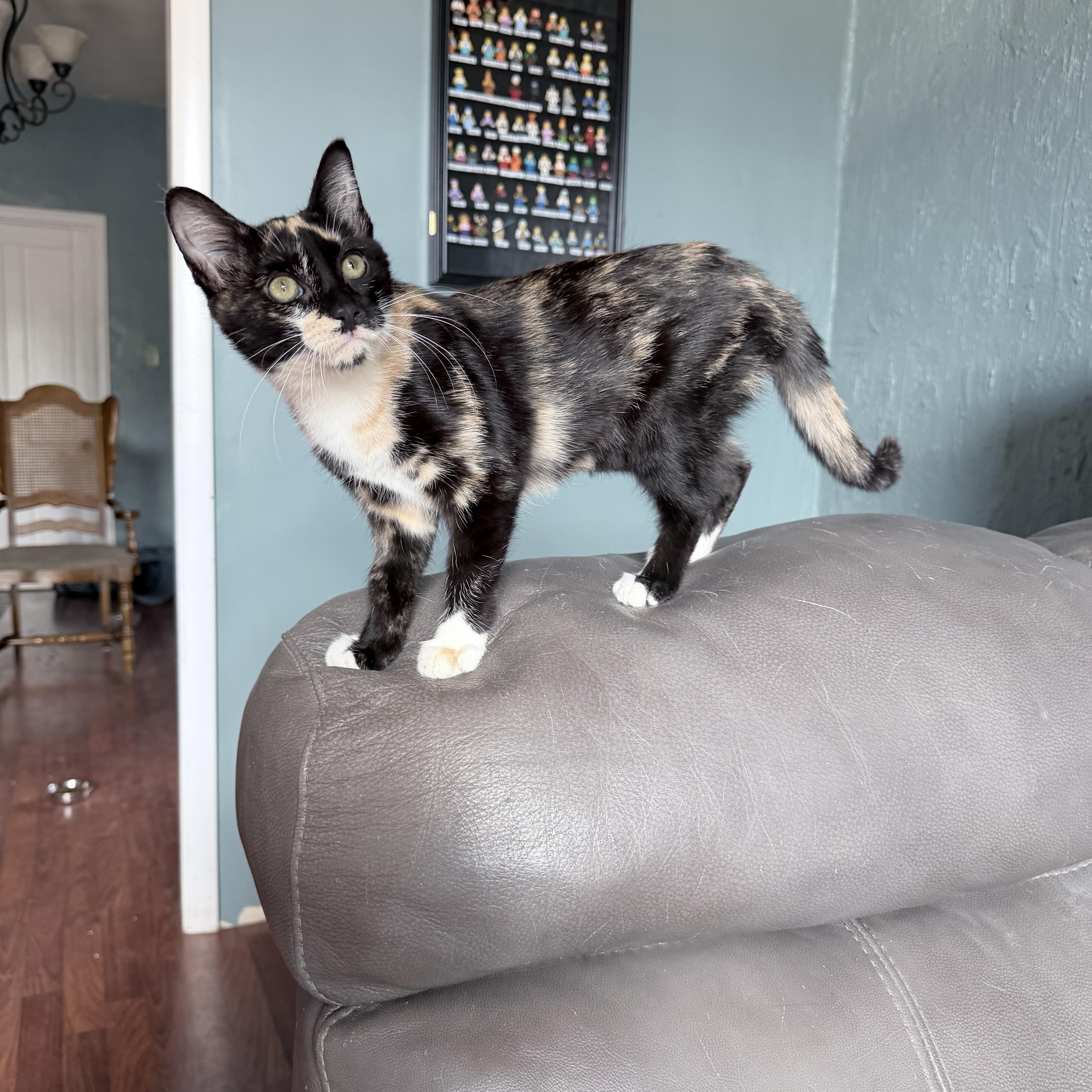 Enlarge Apple Jack, a Adopted Domestic Short Hair in Pocatello, ID image 5/6