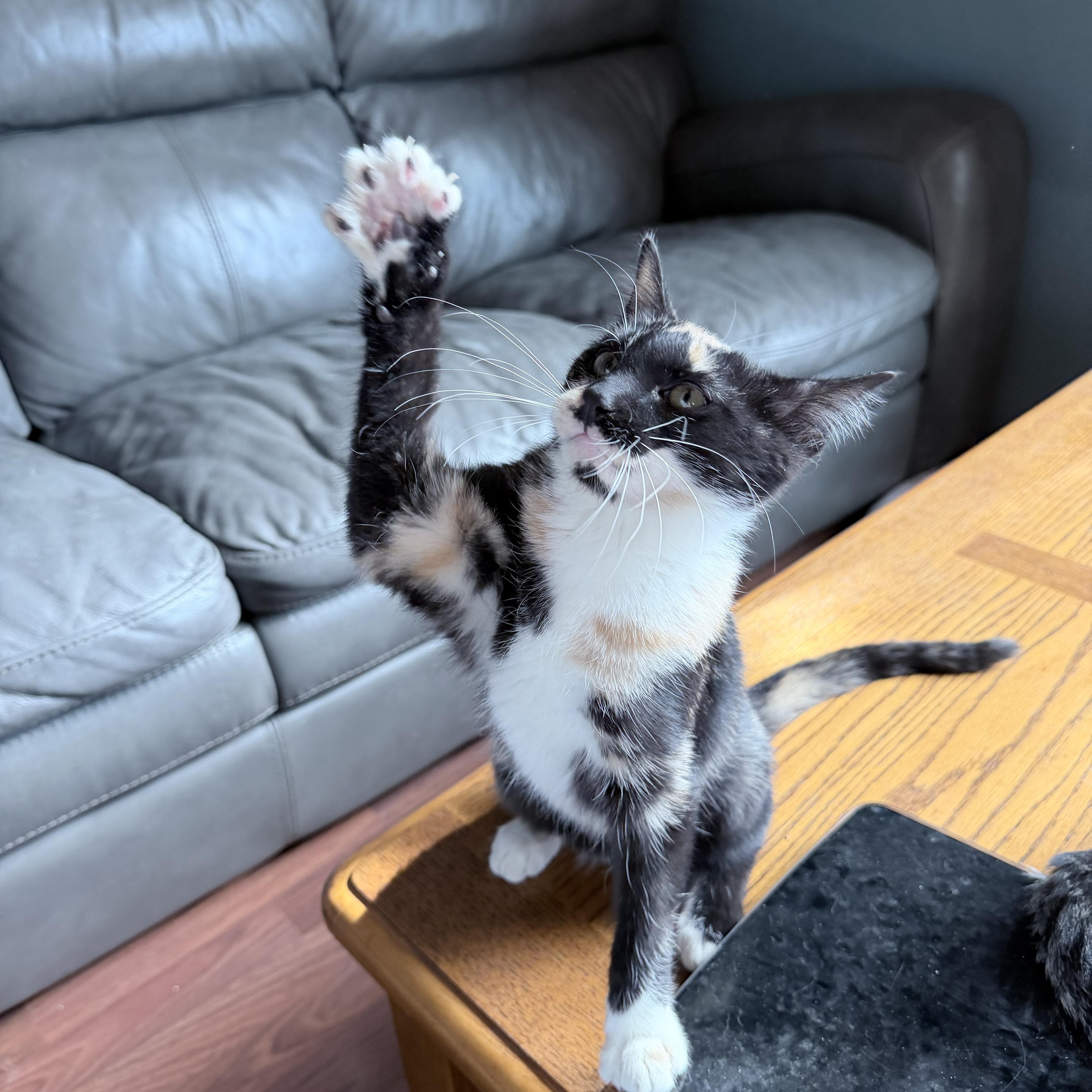 Apple Jack, Adopted, Kitten Female Domestic Short Hair.