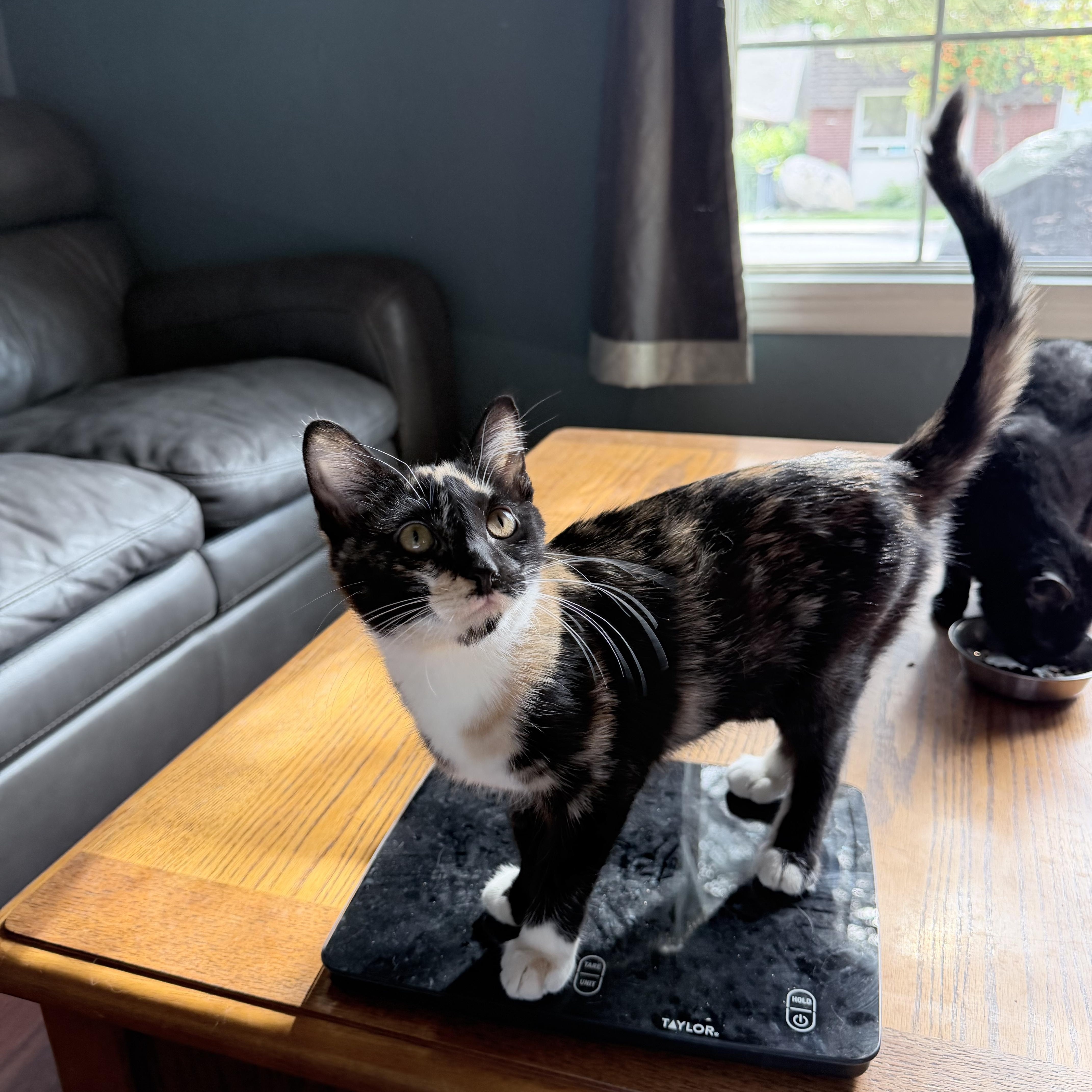 Enlarge Apple Jack, a Adopted Domestic Short Hair in Pocatello, ID image 4/6