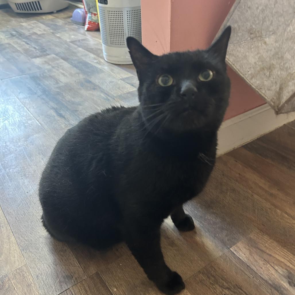 Enlarge Clyde, a Adoptable Domestic Short Hair in Philadelphia, PA image 1/4