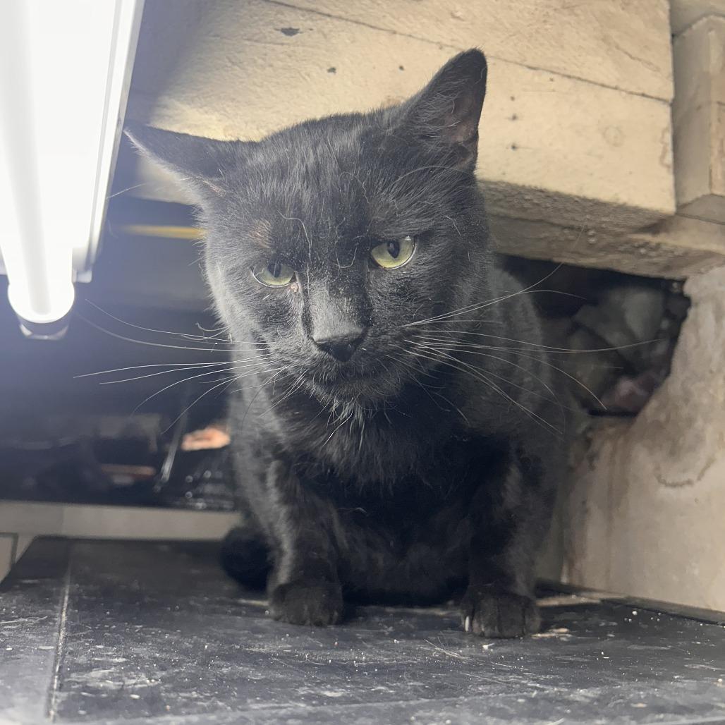 Enlarge Clyde, a Adoptable Domestic Short Hair in Philadelphia, PA image 1/1