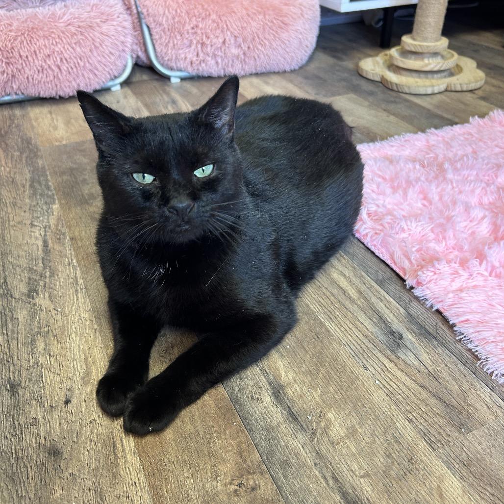 Enlarge Clyde, a Adoptable Domestic Short Hair in Philadelphia, PA image 2/4