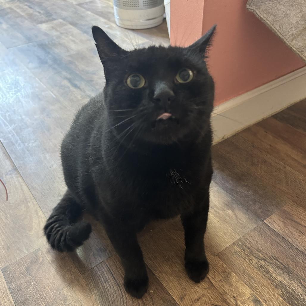 Enlarge Clyde, a Adoptable Domestic Short Hair in Philadelphia, PA image 3/4