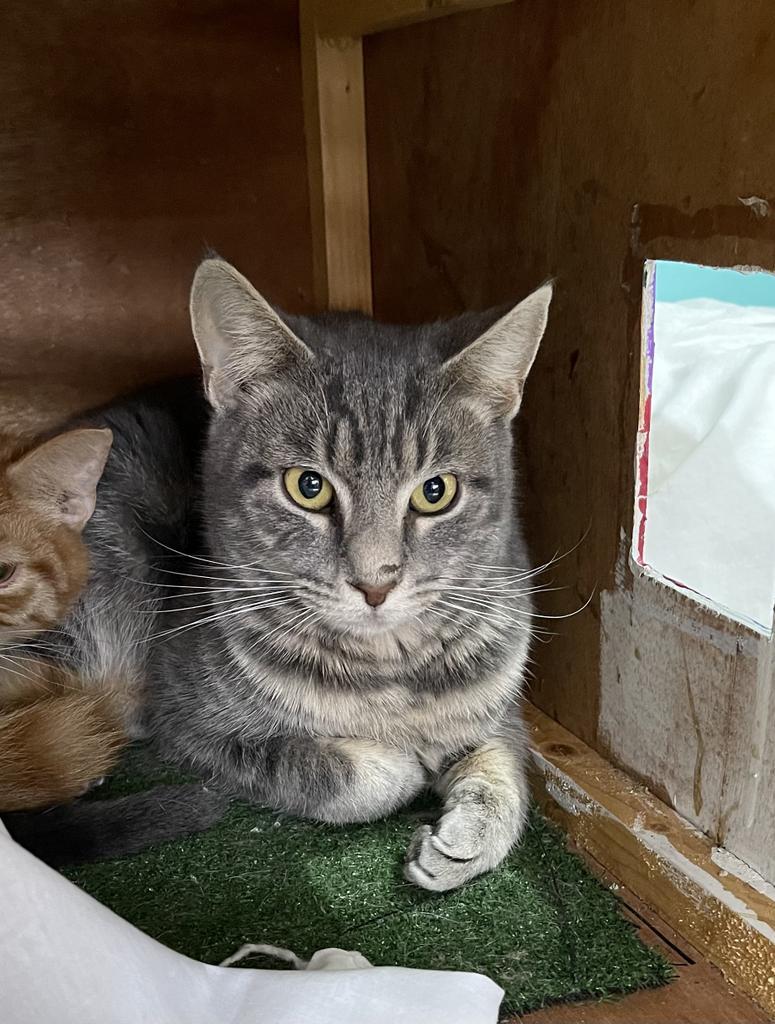 Bugs, Adoptable, Adult Male Domestic Short Hair.