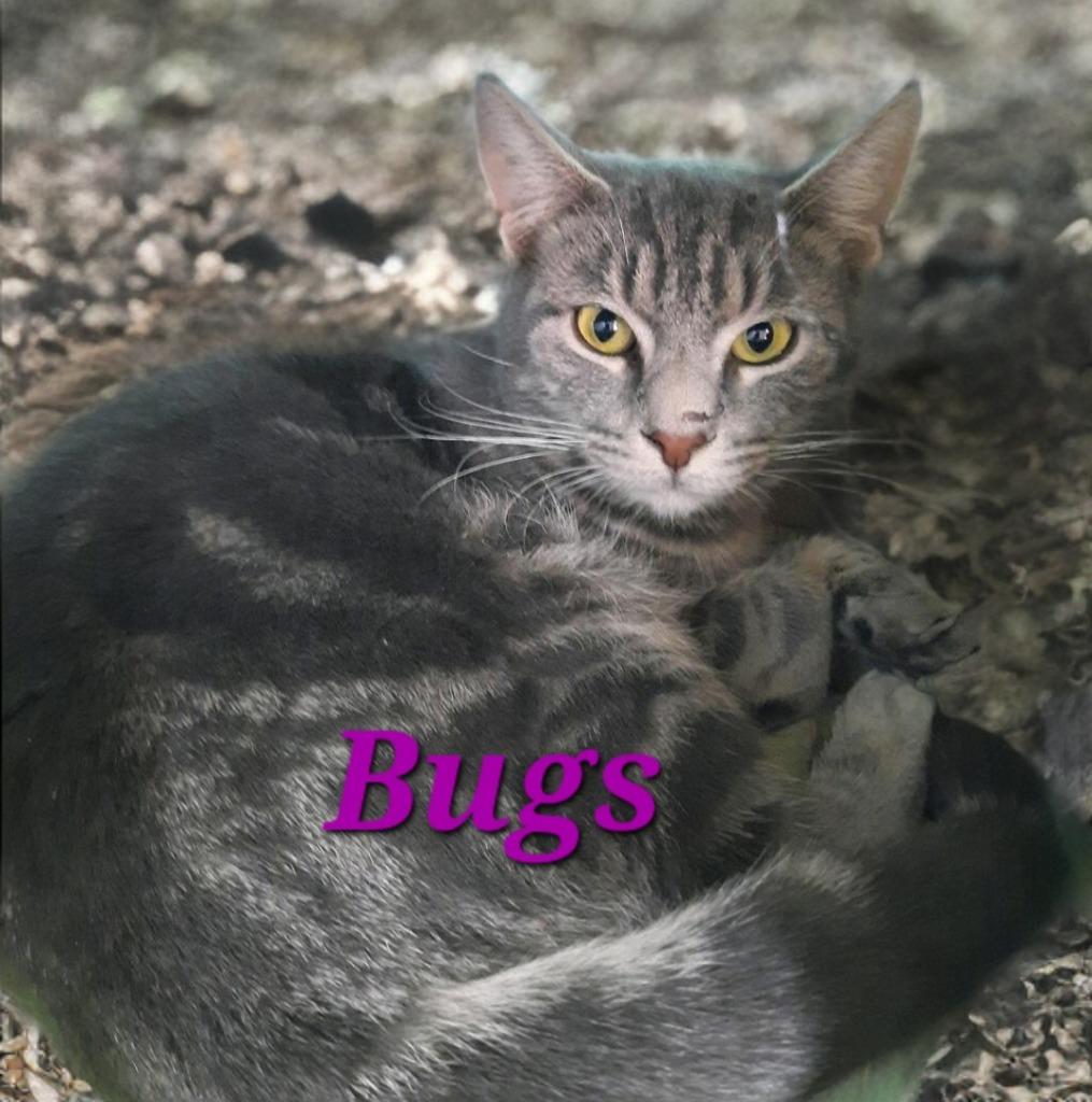 Enlarge Bugs, a Adoptable mixed breed in Jim Thorpe, PA image 2/2