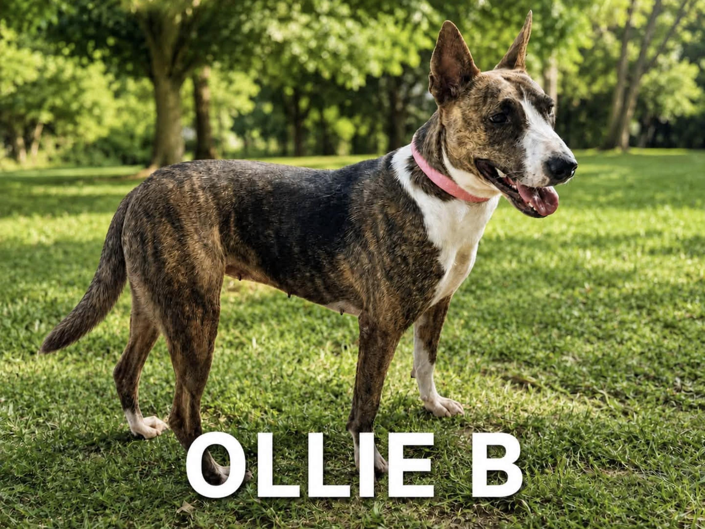 Ollie B, a Adoptable mixed breed in Rochester, NY image 1/5