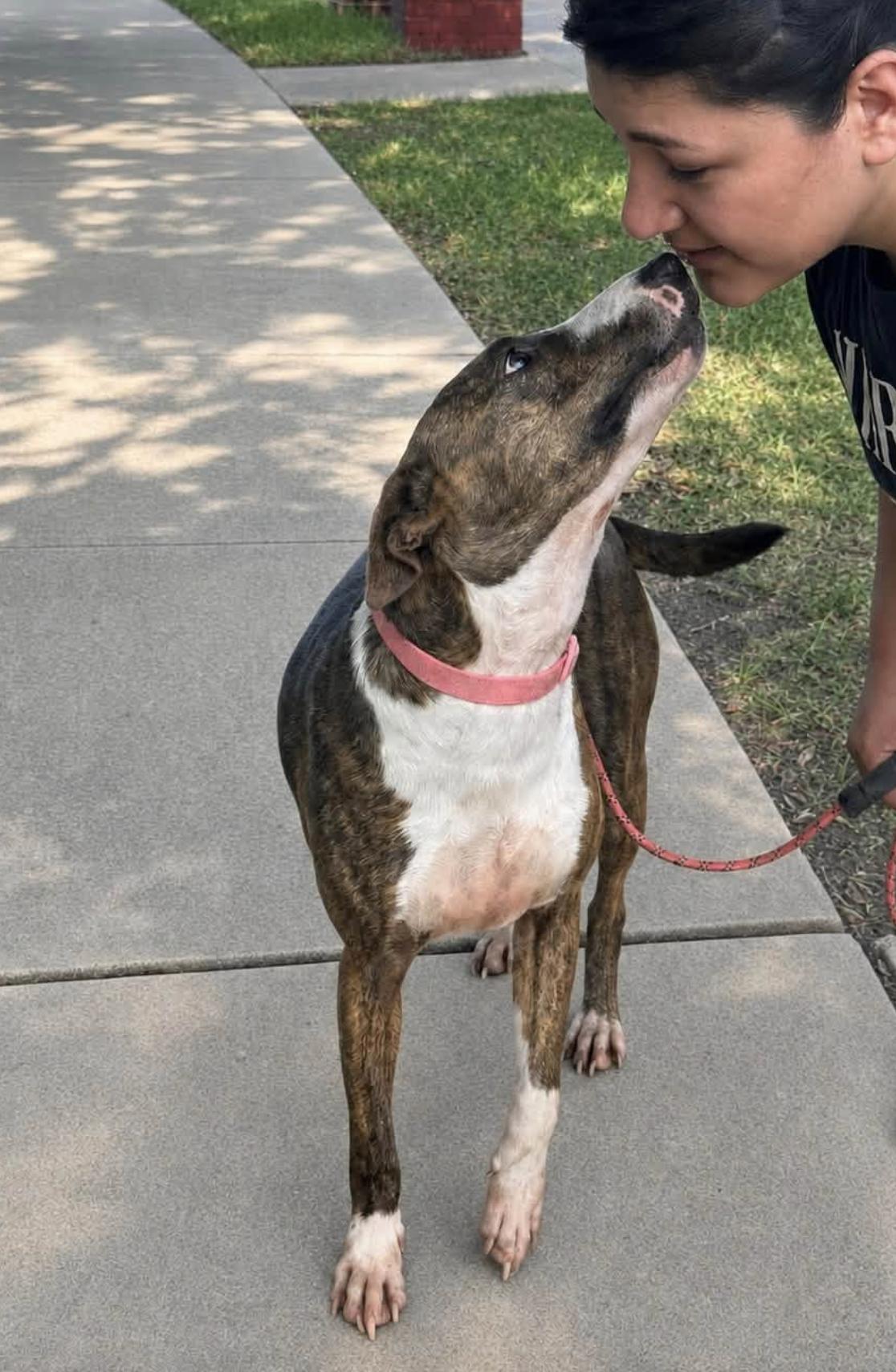 Ollie B, a Adoptable mixed breed in Rochester, NY image 4/5