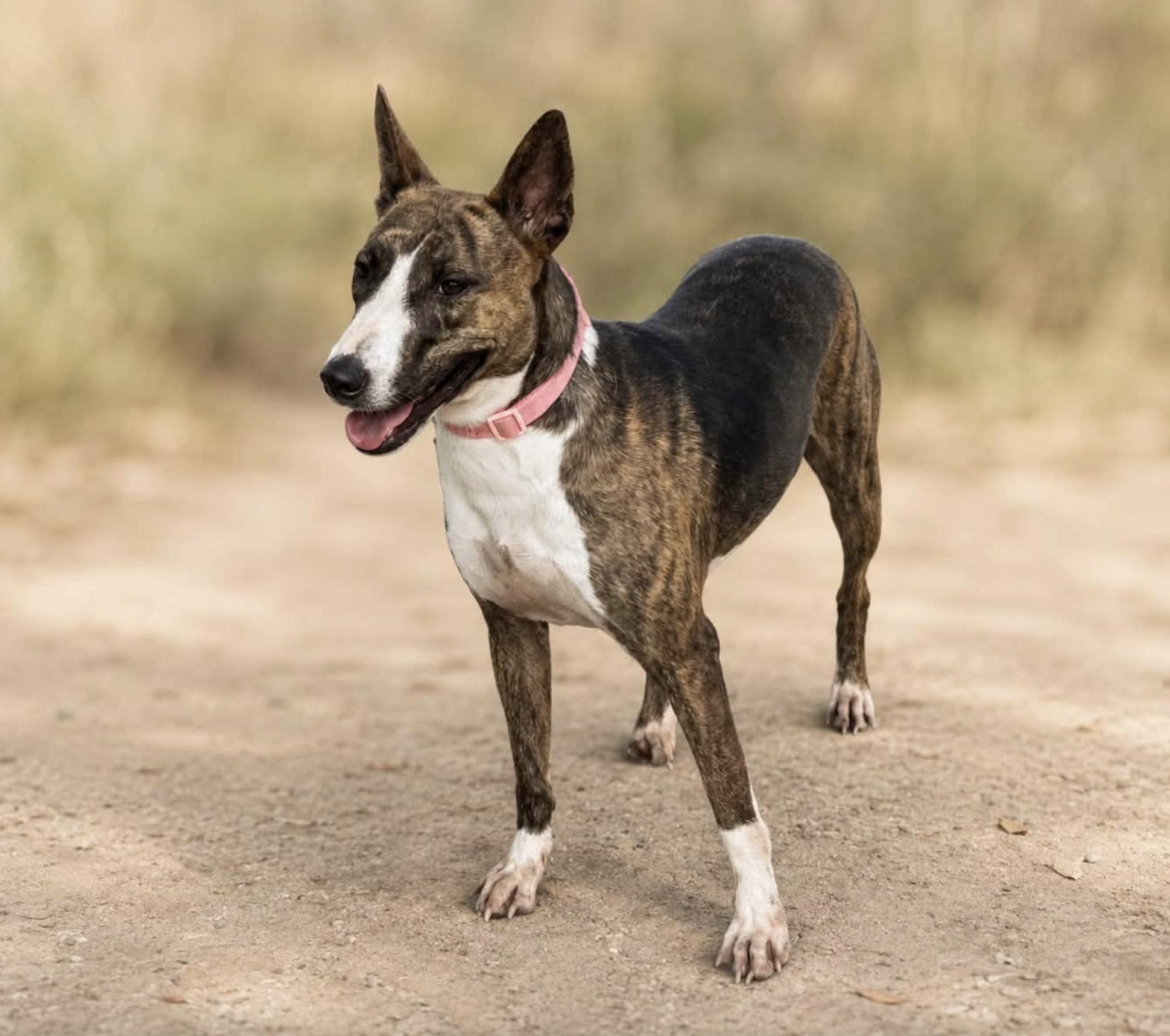 Ollie B, a Adoptable mixed breed in Rochester, NY image 2/5