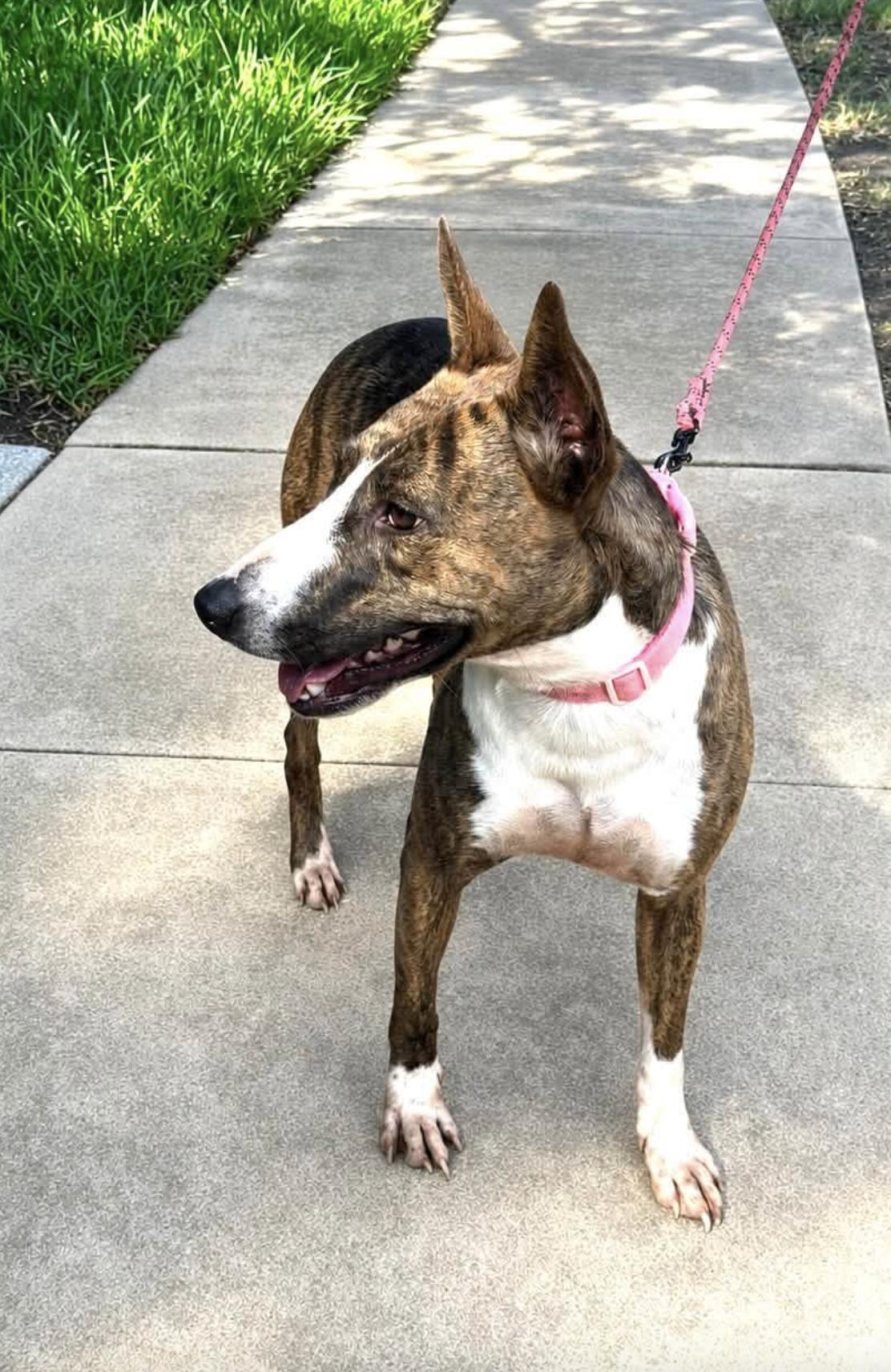 Ollie B, a Adoptable mixed breed in Rochester, NY image 3/5