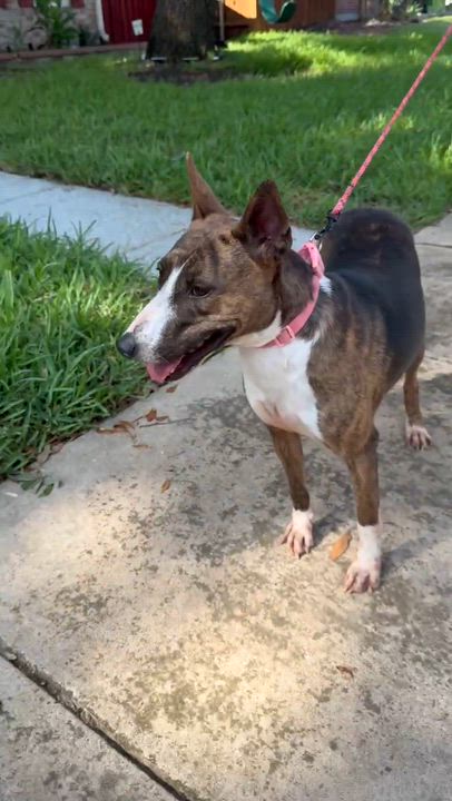 Enlarge Ollie B, a Adoptable mixed breed in Rochester, NY video 5/5