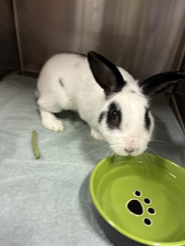 BRENT, Adoptable, Adult Male Bunny Rabbit.