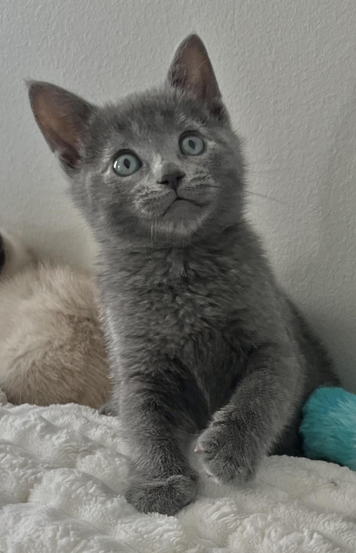 Joe and Kevin (Jonas), an adopted Domestic Short Hair in Allentown, NJ image 2/6