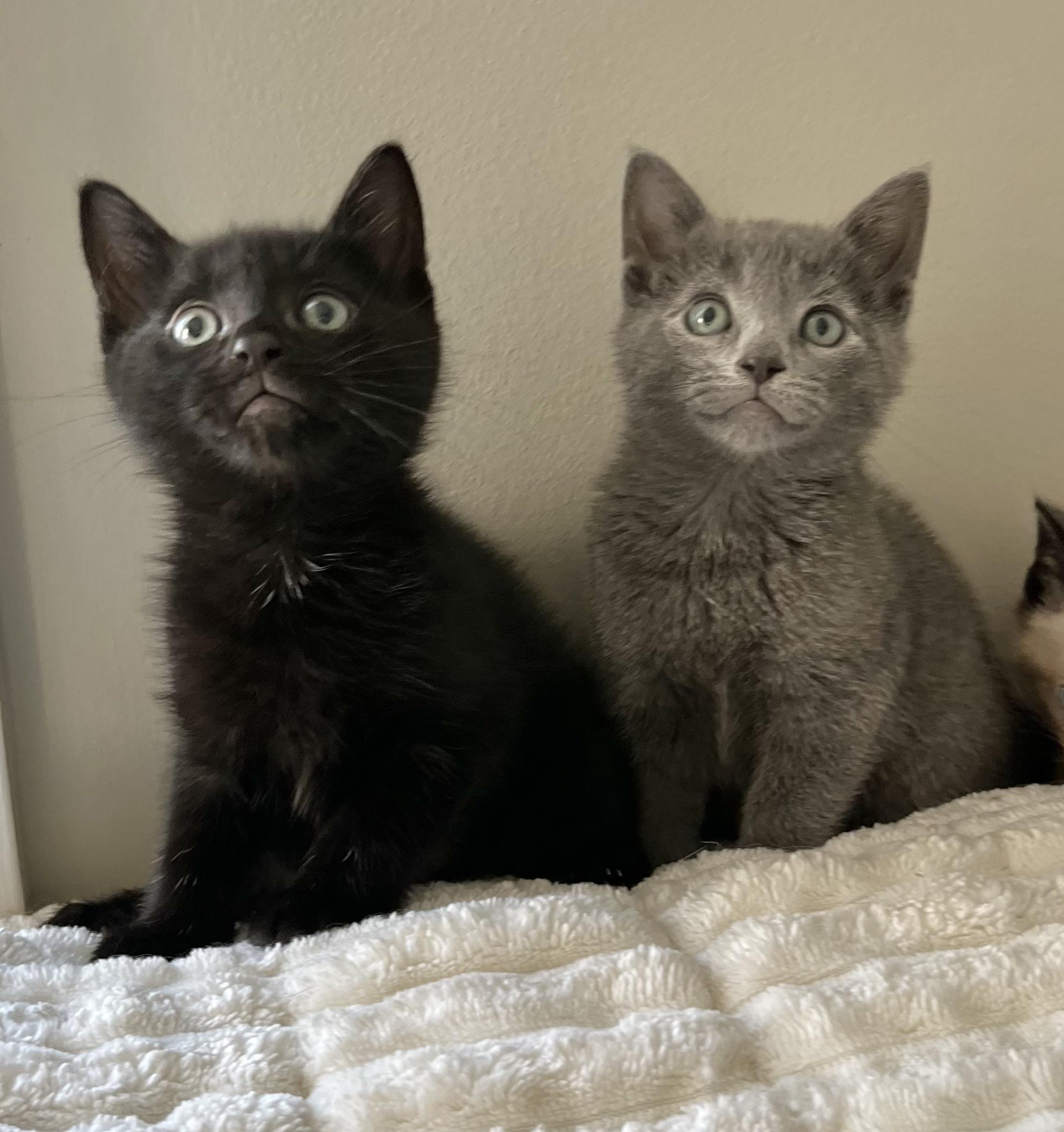 Joe and Kevin (Jonas), adopted, Kitten Male Domestic Short Hair.