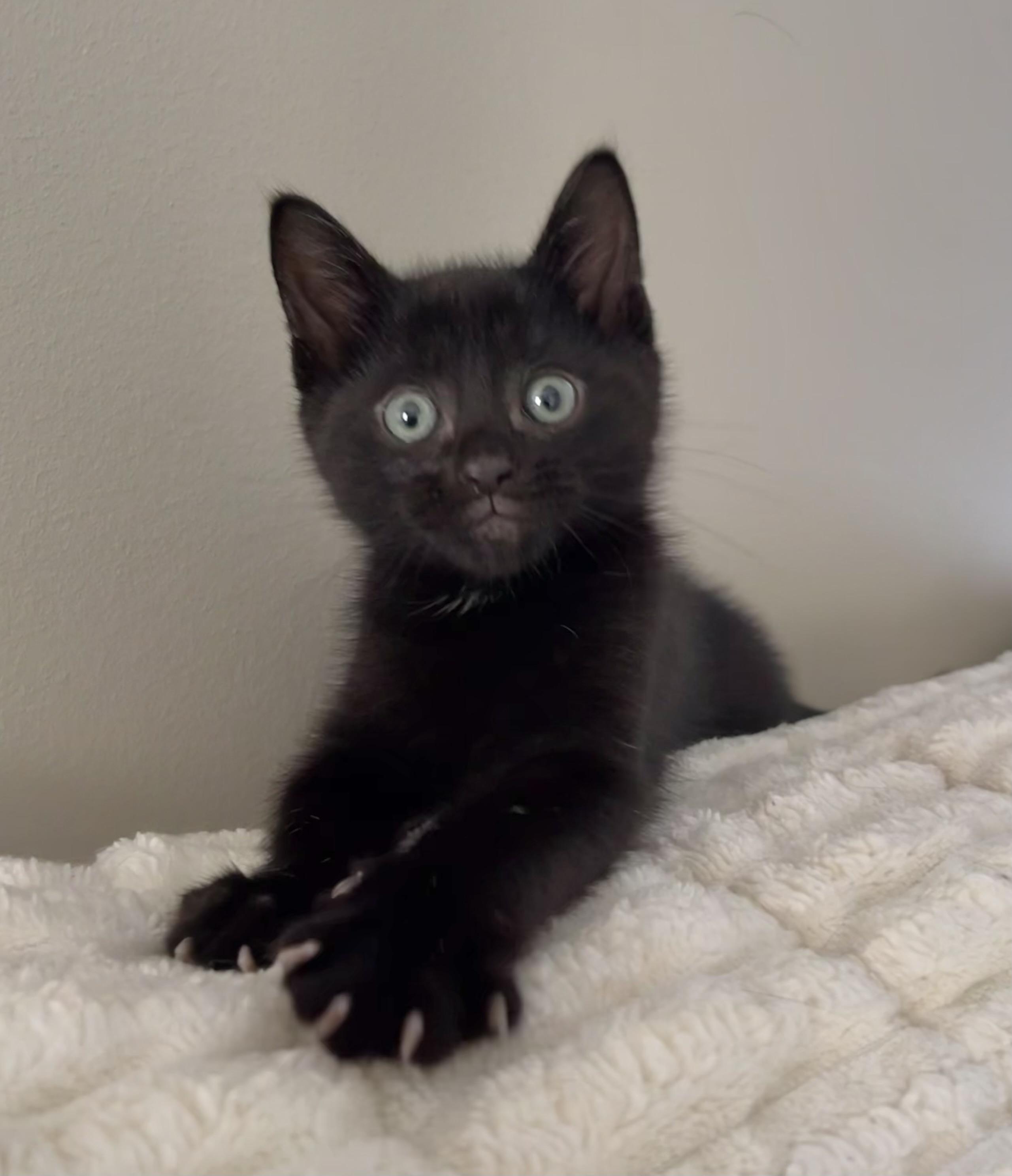 Joe and Kevin (Jonas), an adopted Domestic Short Hair in Allentown, NJ image 5/6