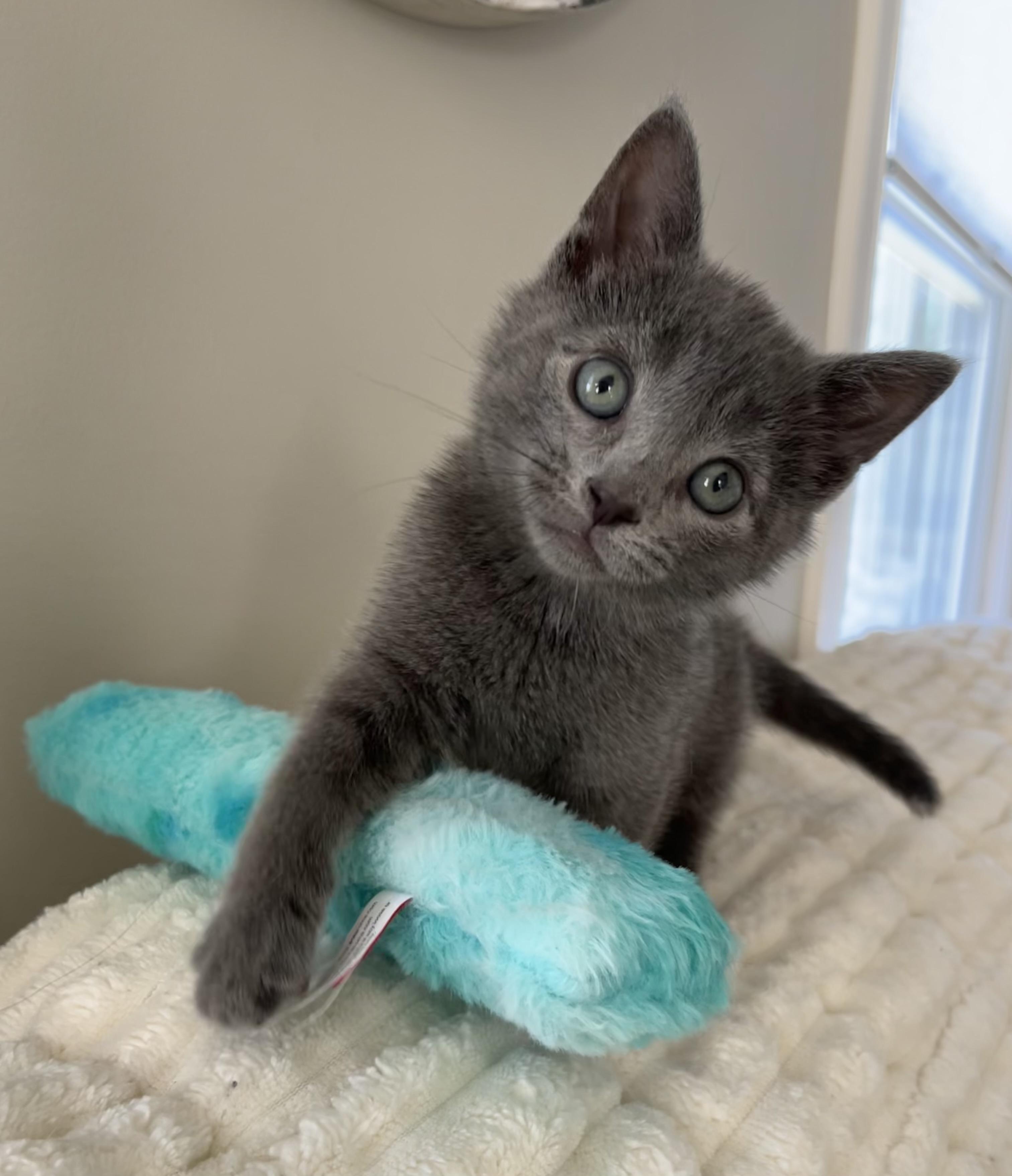 Joe and Kevin (Jonas), an adopted Domestic Short Hair in Allentown, NJ image 4/6