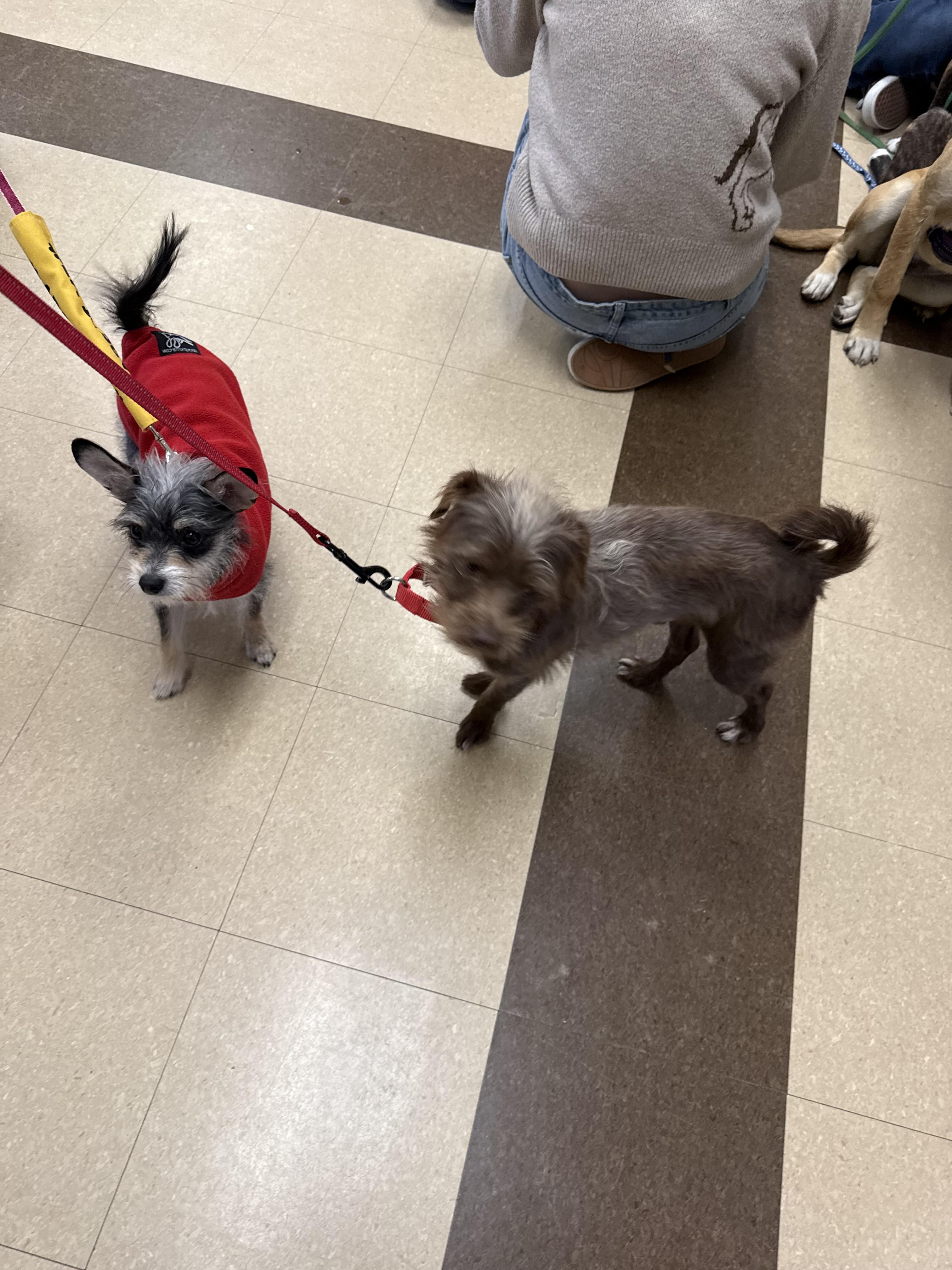 Roxy, ADOPTABLE, Adult Female Wirehaired Terrier.