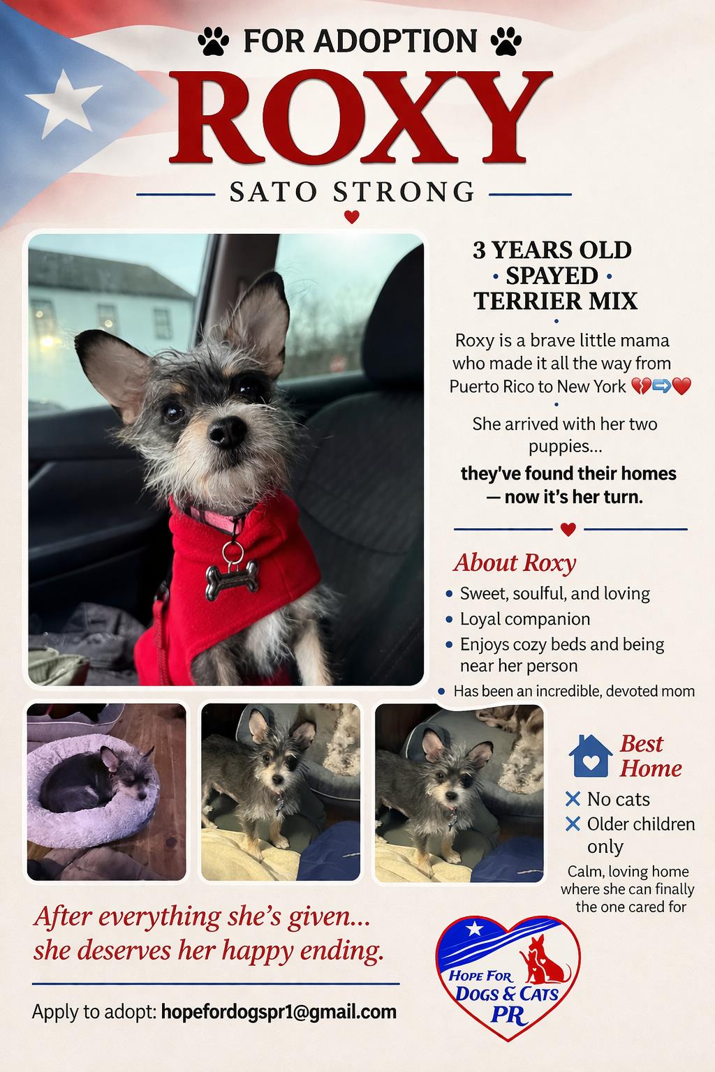 Enlarge Roxy, a ADOPTABLE mixed breed in Bayville , NY image 5/5