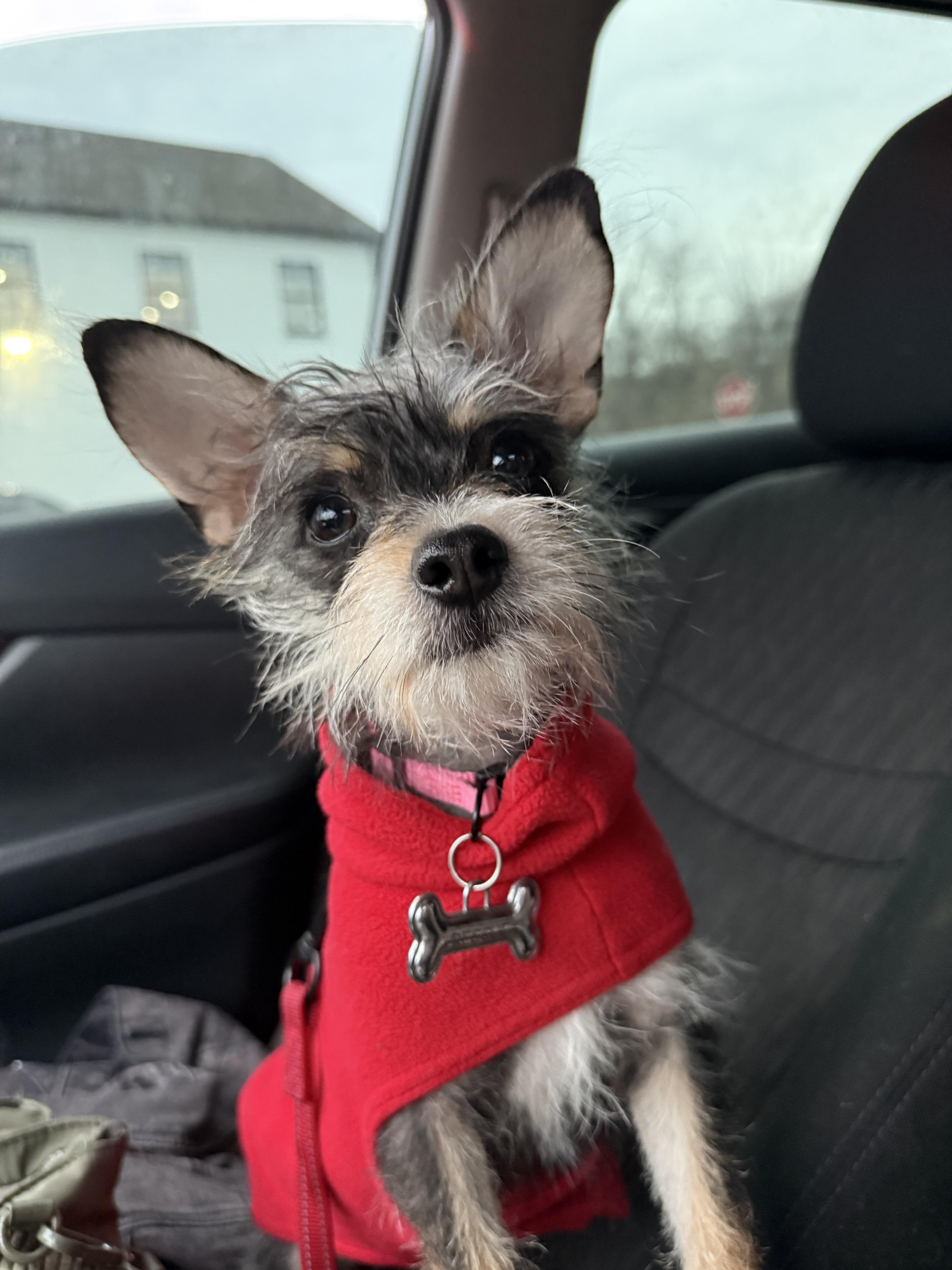 Enlarge Roxy, a ADOPTABLE mixed breed in Bayville , NY image 3/5