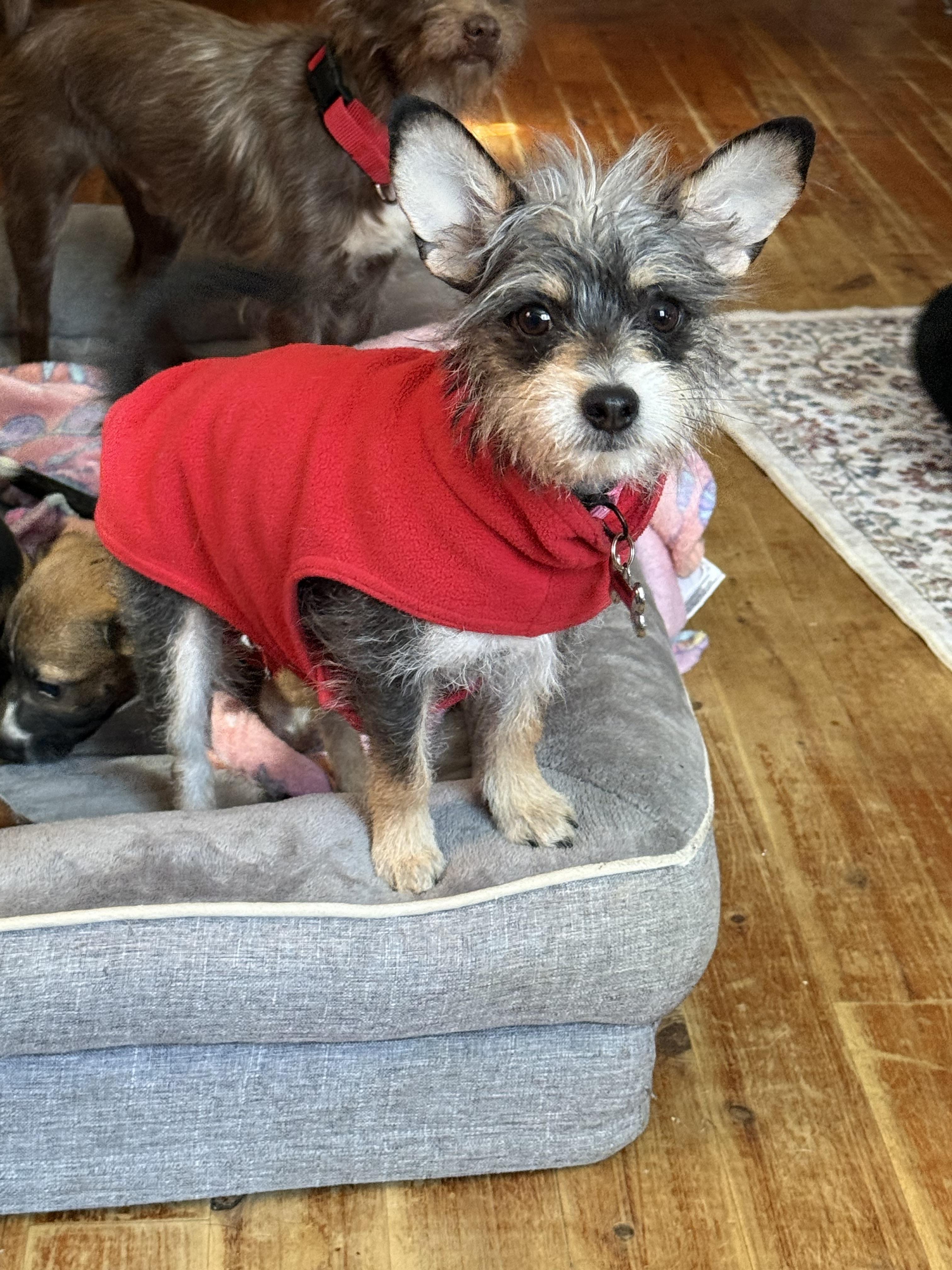 Enlarge Roxy, a ADOPTABLE mixed breed in Bayville , NY image 2/5