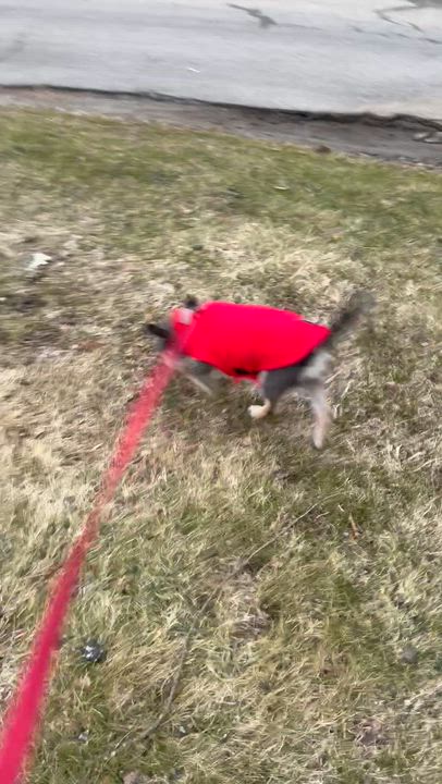 Enlarge Roxy, a ADOPTABLE mixed breed in Bayville , NY video 4/5