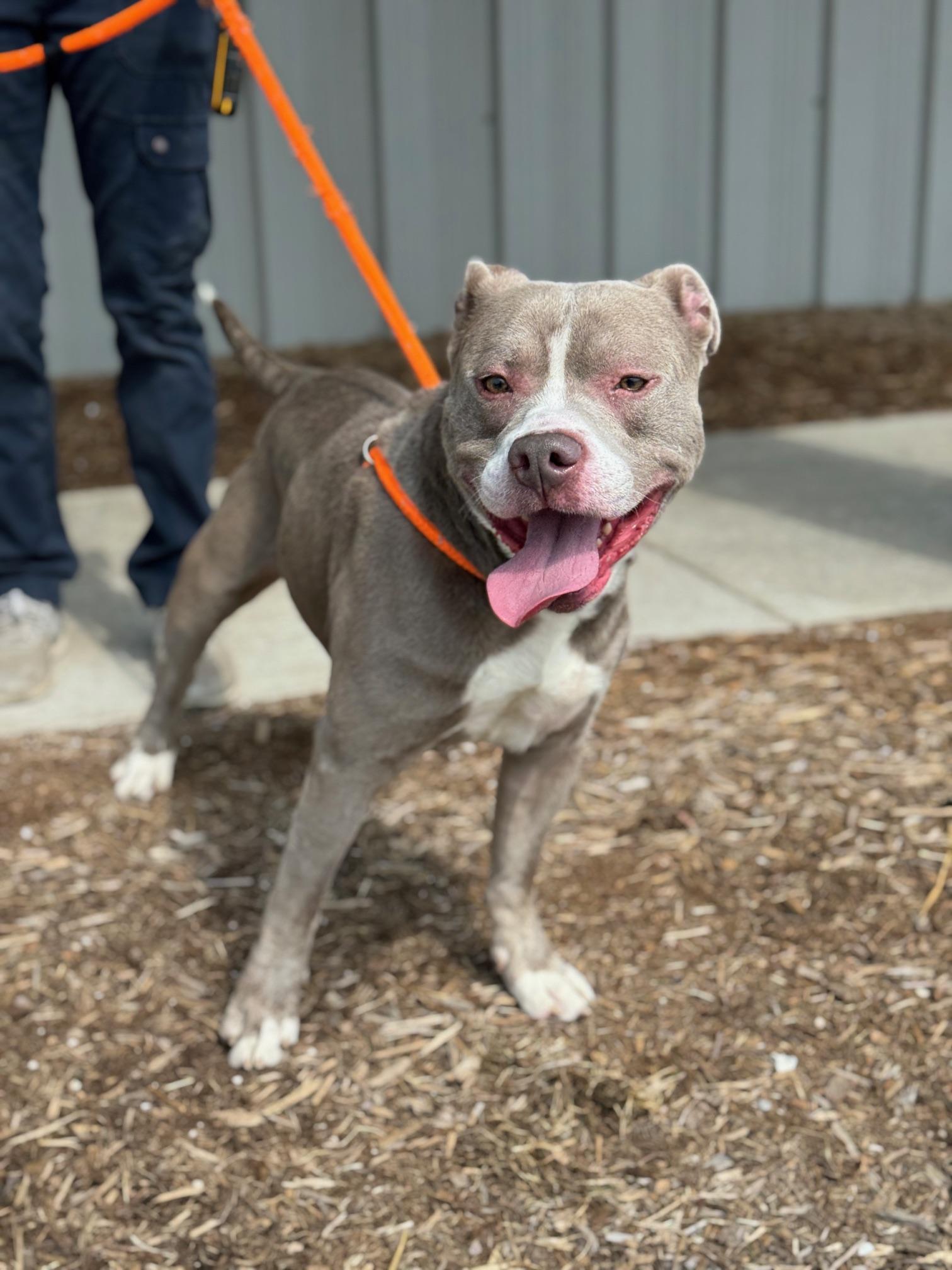 Enlarge Poncho, a Adoptable mixed breed in Benton Harbor, MI image 1/4