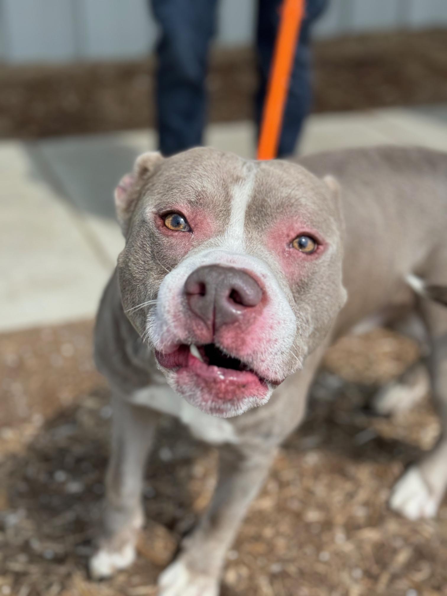 Enlarge Poncho, a Adoptable mixed breed in Benton Harbor, MI image 2/4
