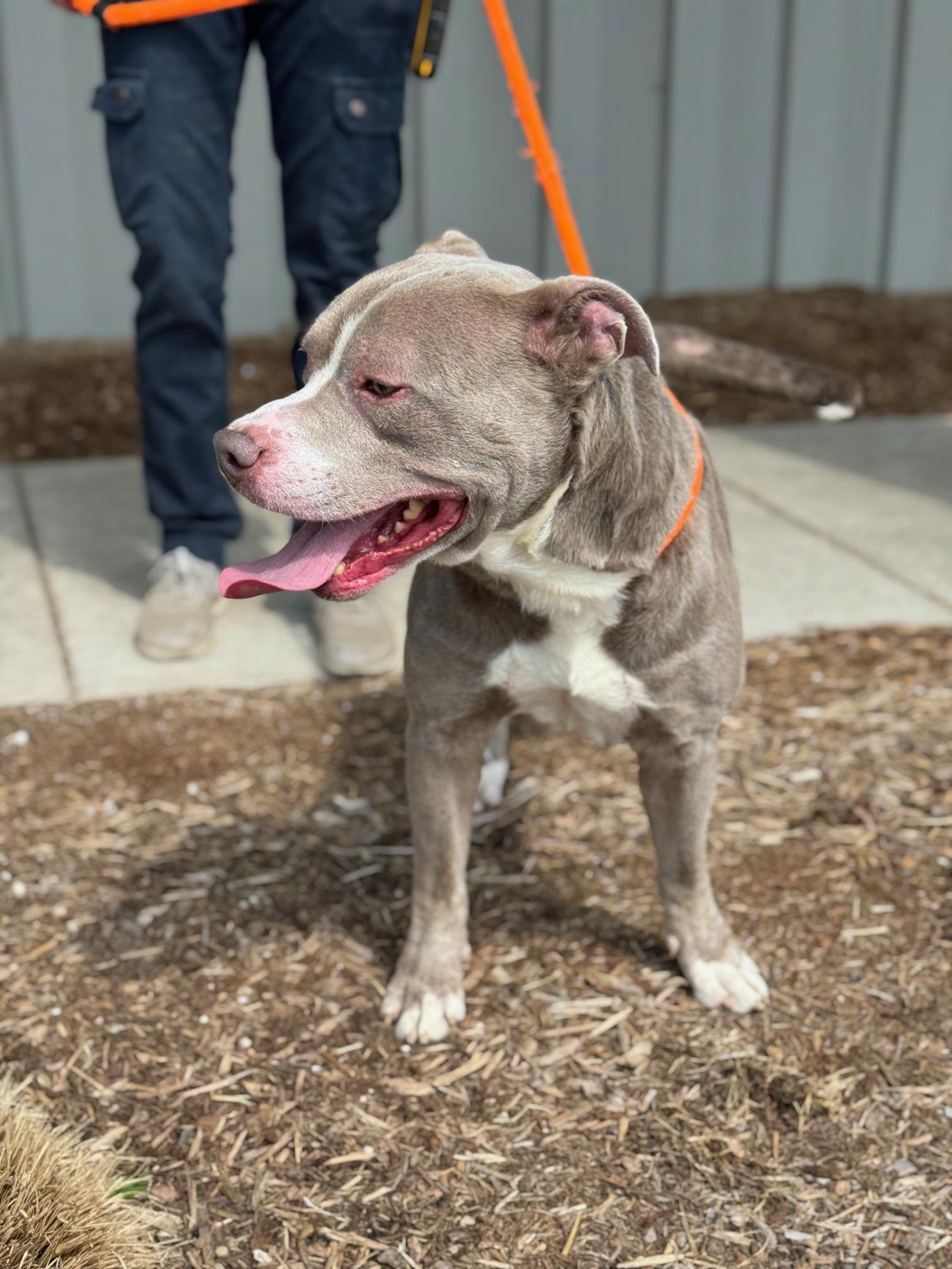 Enlarge Poncho, a Adoptable mixed breed in Benton Harbor, MI image 3/4