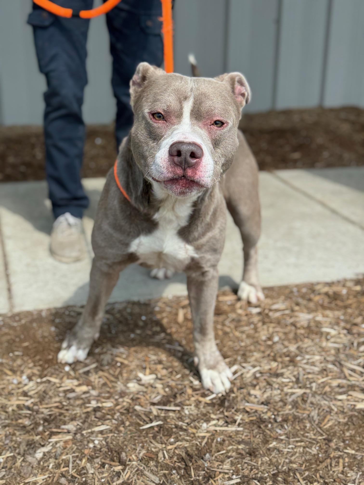 Enlarge Poncho, a Adoptable mixed breed in Benton Harbor, MI image 4/4
