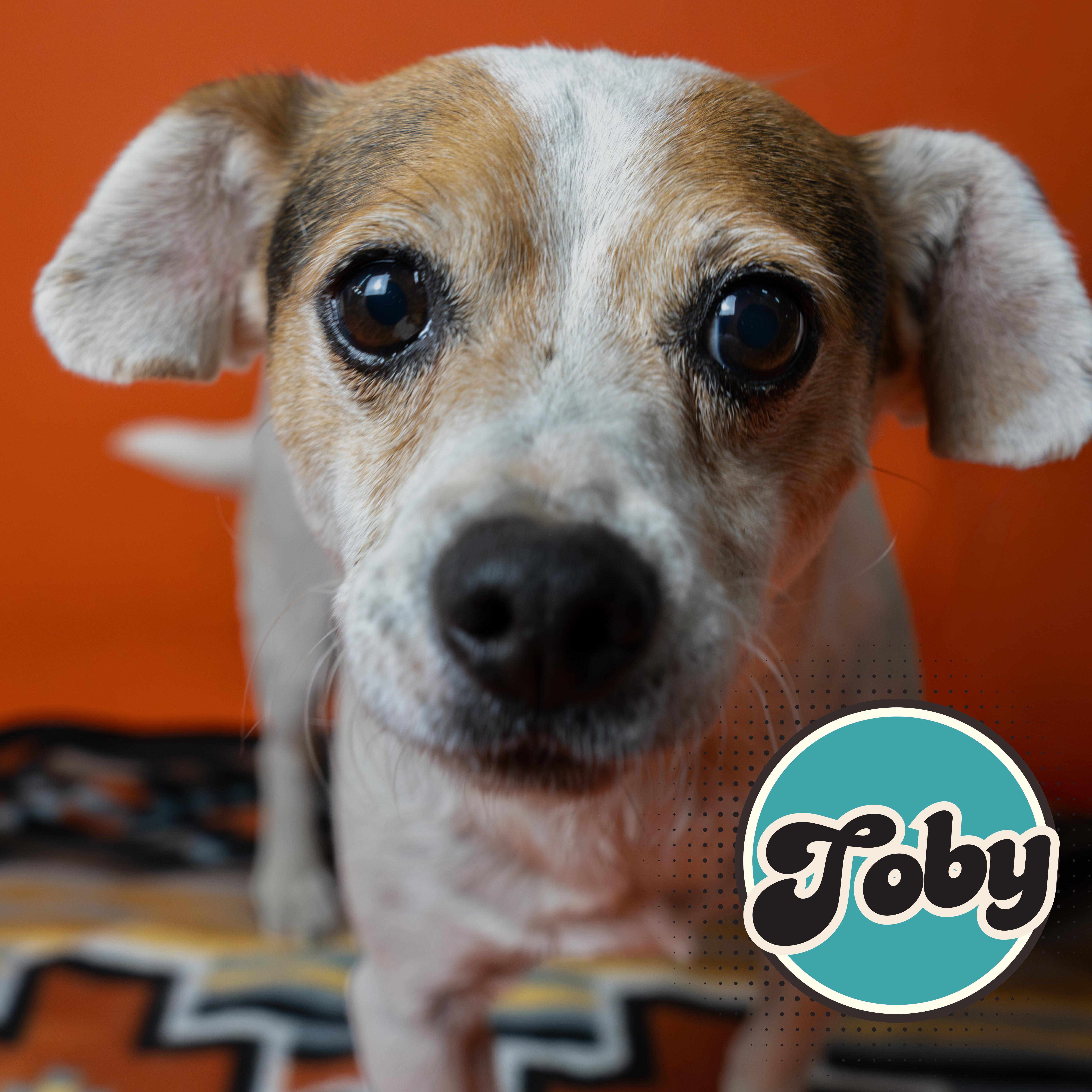 Toby, ADOPTABLE, Adult Male Jack Russell Terrier & Beagle.