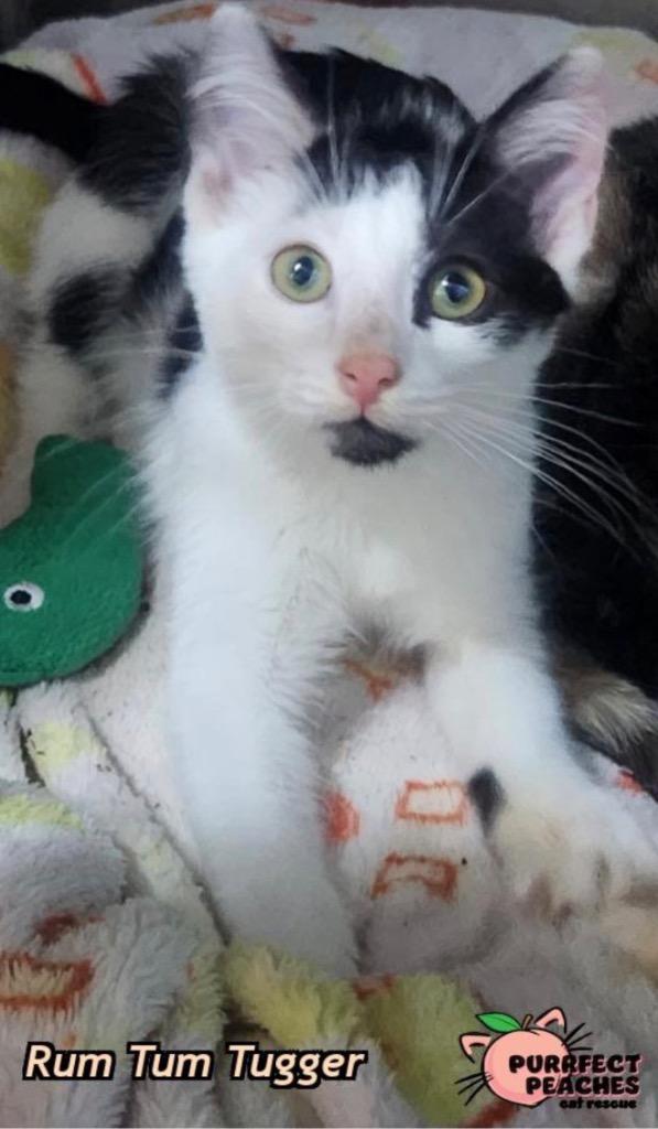 Rum Tum Tugger, Adoptable, Kitten Male Domestic Short Hair.