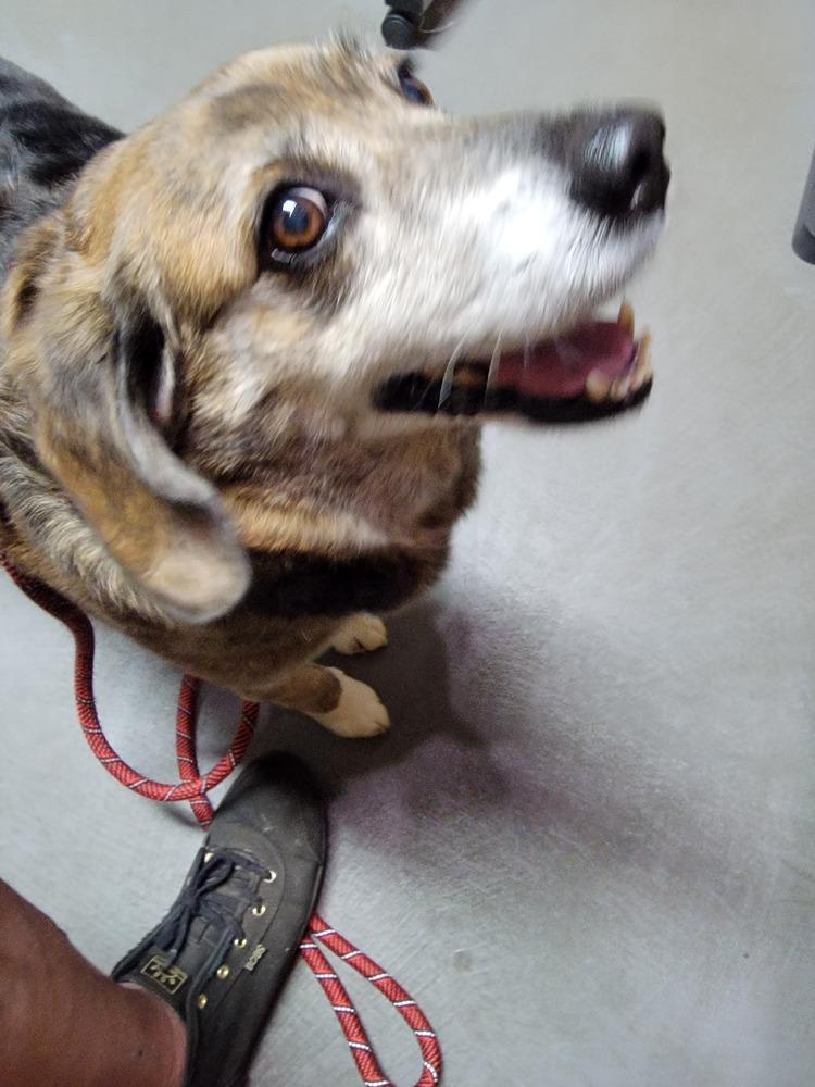 Enlarge Captain, a Adoptable mixed breed in Gillsville, GA image 1/6