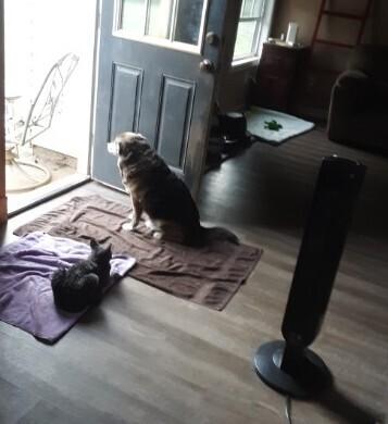 Enlarge Captain, a Adoptable mixed breed in Gillsville, GA image 2/6