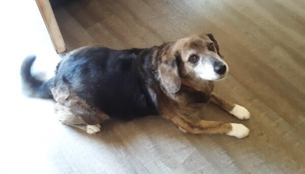 Enlarge Captain, a Adoptable mixed breed in Gillsville, GA image 3/6