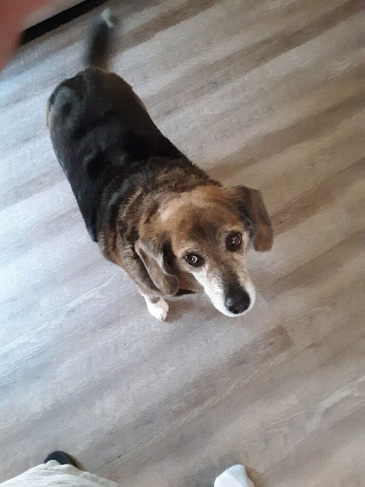 Enlarge Captain, a Adoptable mixed breed in Gillsville, GA image 4/6